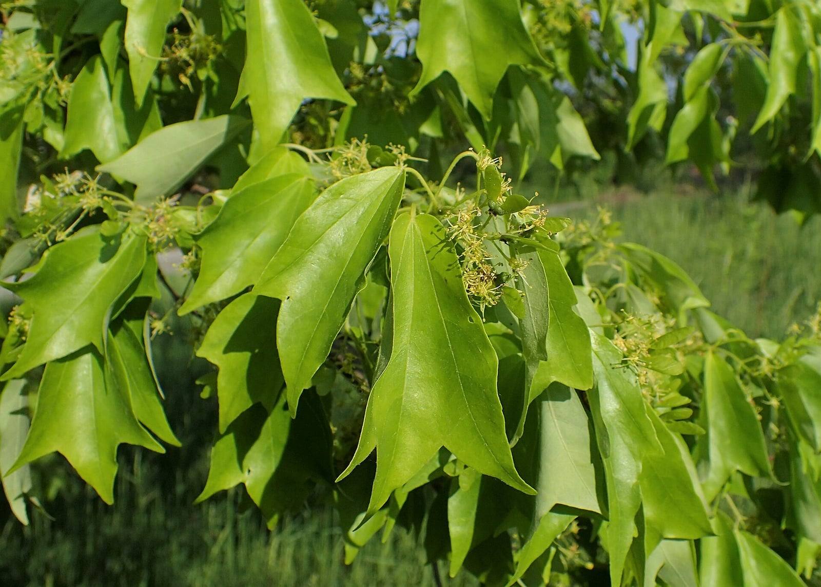 Ramas de arce tridente con hojas verde intenso de tres lóbulos puntiagudos orientados hacia delante y pequeños racimos de flores amarillo verdosas.