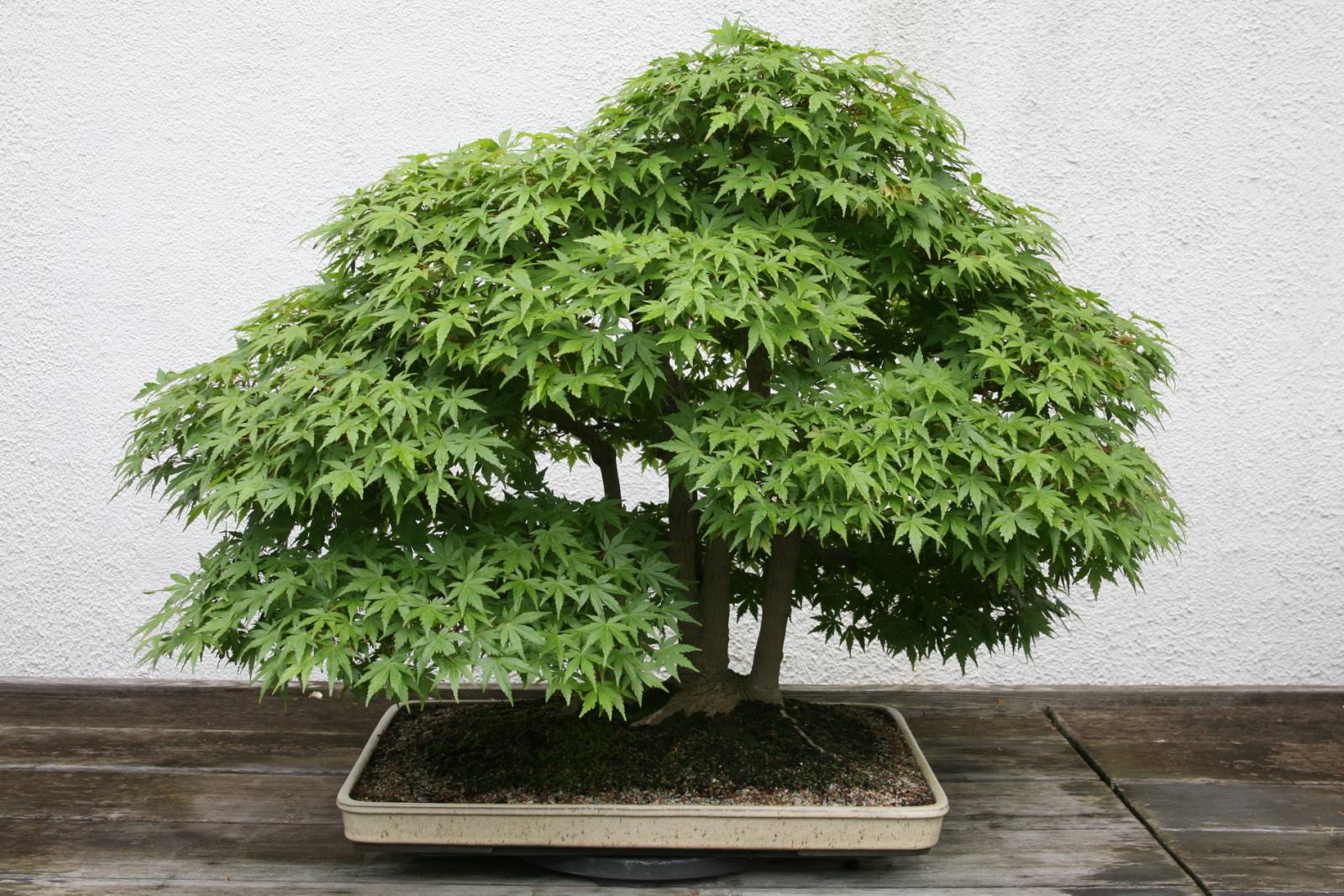 Bonsái de arce japonés con follaje verde finamente recortado que forma una amplia cúpula sobre varios troncos, en una maceta rectangular beige.