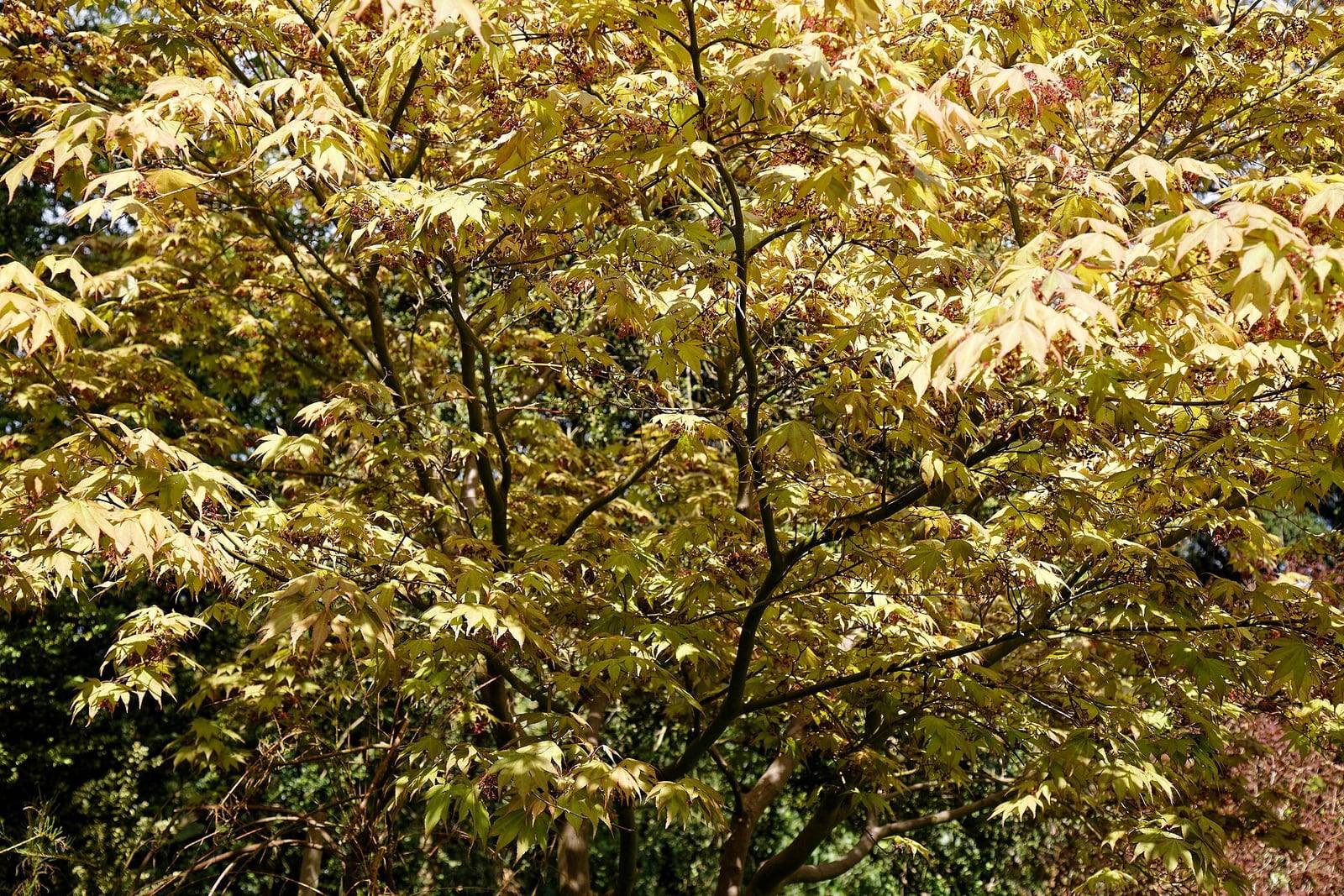 Arce japonés con follaje palmeado verde amarillento pálido en primavera, en un jardín inglés.