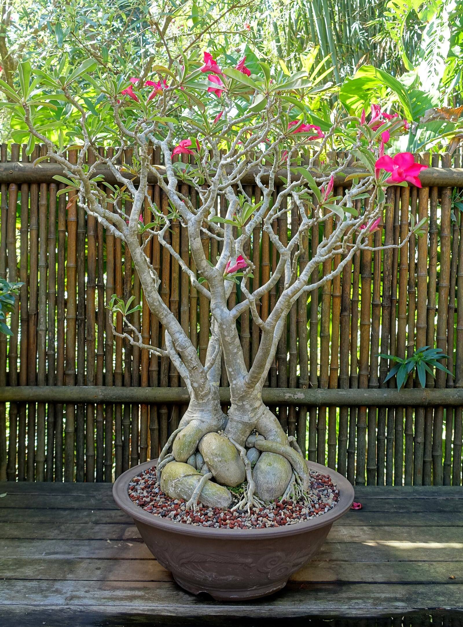 Desert rose bonsai at Marie Selby Botanical Gardens: several pale gray trunks rising from swollen, exposed roots above a round brown pot, with slender branches bearing pink flowers, in front of a bamboo fence.