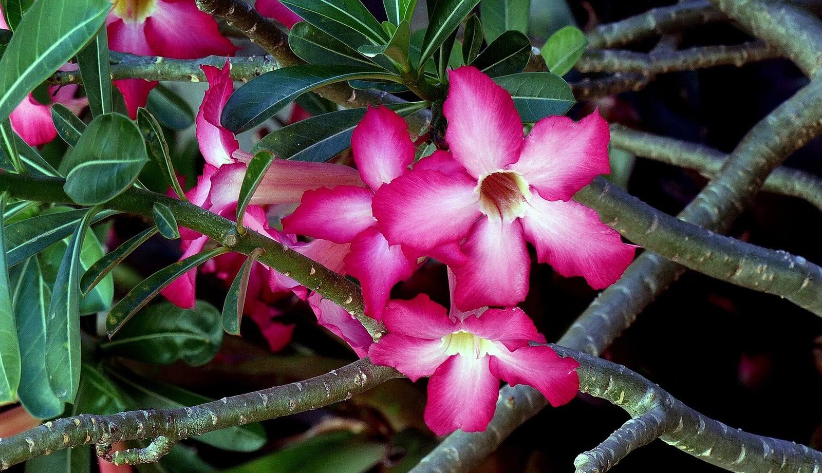 Pink desert rose flowers with white centers, trumpet-shaped with five petals, among glossy dark green leaves and thick gray branches.