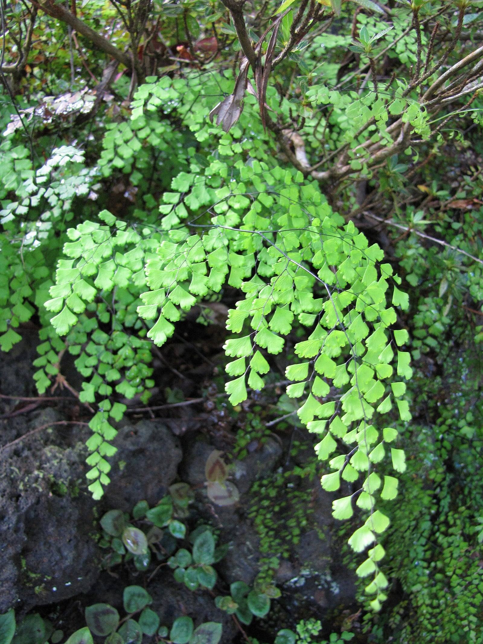 Frondes verde claro de Adiantum raddianum colgando de sus finos pecíolos negros en el jardín botánico de Kula.