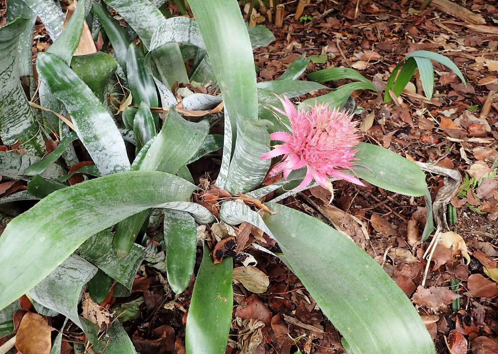 Urn plant rosettes with broad green leaves banded in silver, growing in leaf litter, with a bright pink spike of bracts rising from one of them.