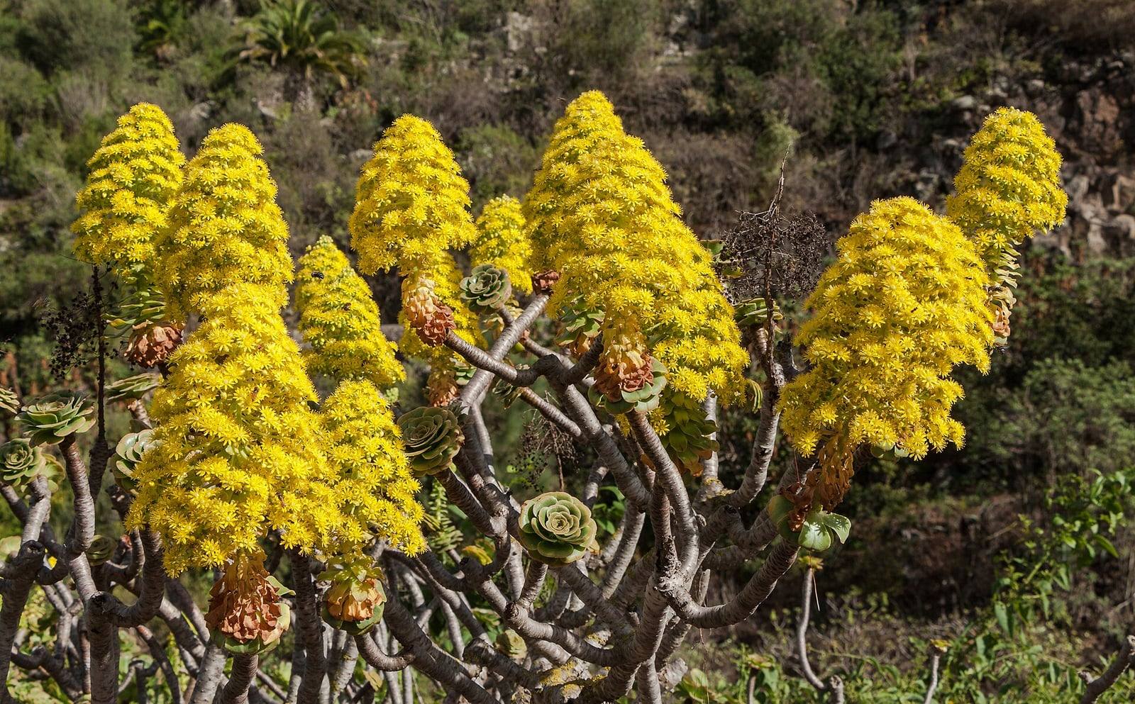 Aeonium arboreum de tallos grises ramificados con rosetas de hojas verdes y grandes racimos cónicos de flores amarillas, en el Jardín Botánico Canario Viera y Clavijo.