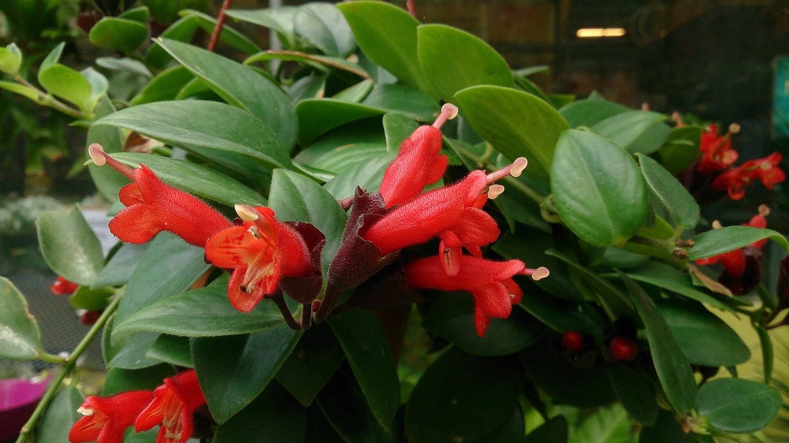 Tallos de Aeschynanthus radicans con hojas ovaladas, carnosas y brillantes de color verde oscuro, y flores tubulares rojo vivo que salen de un cáliz púrpura oscuro y velloso.