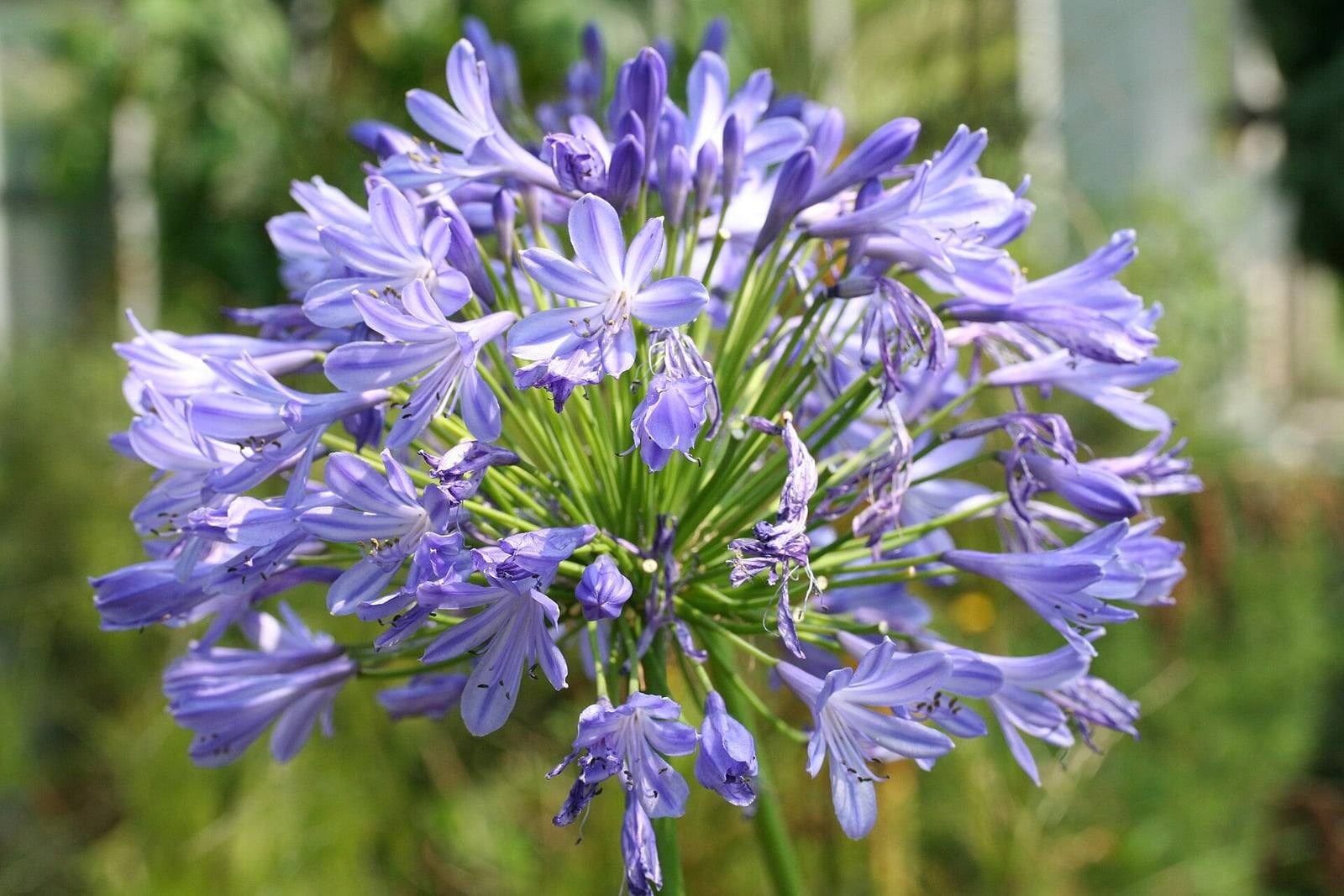 A rounded Agapanthus praecox flower cluster made of many lavender-blue, funnel-shaped flowers on thin green stalks, against a blurred garden background.