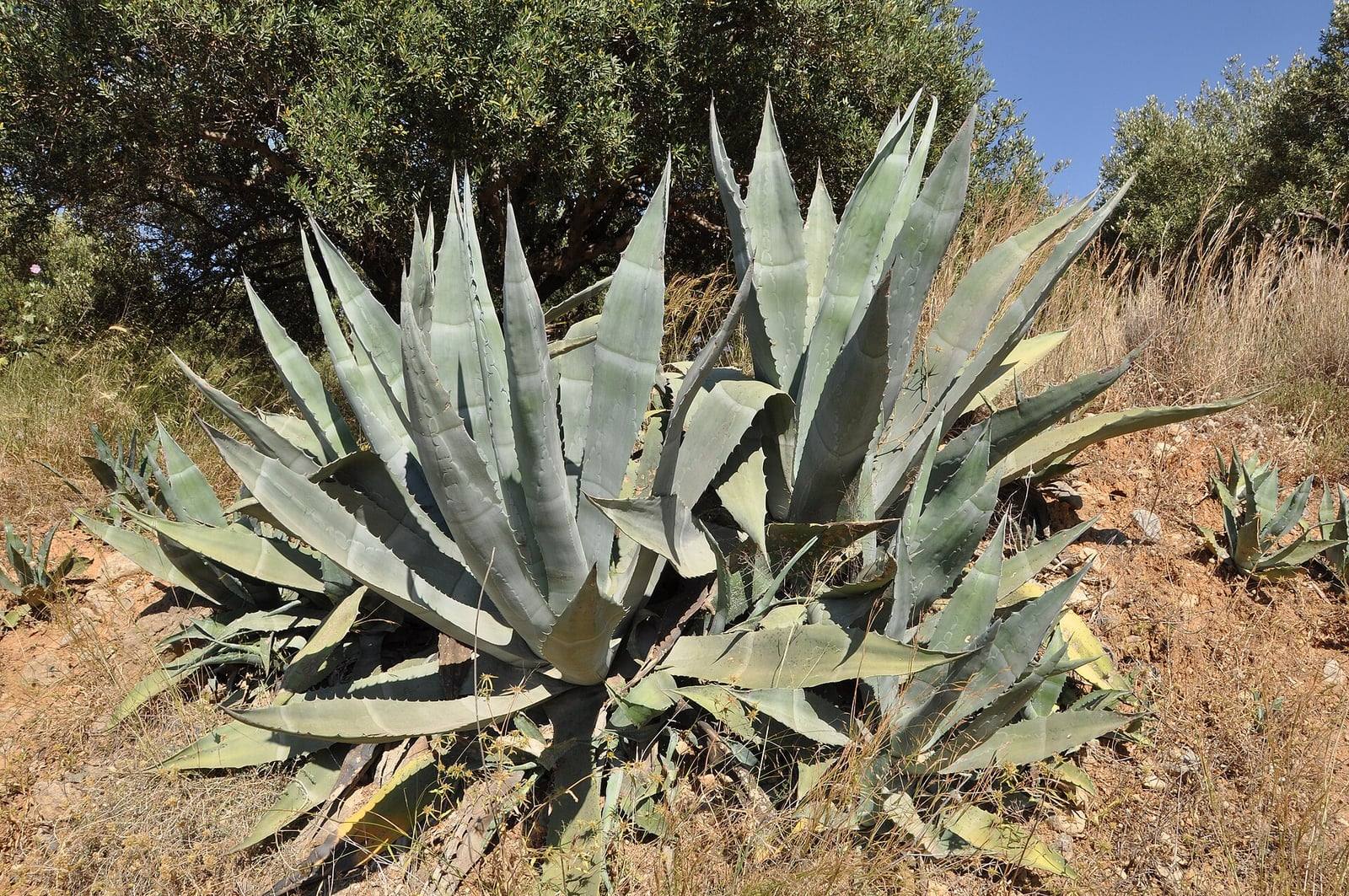 Grandes rosettes d’Agave americana aux feuilles épaisses gris-bleu bordées d’épines, entourées de jeunes rejets, sur un talus sec en Crète.