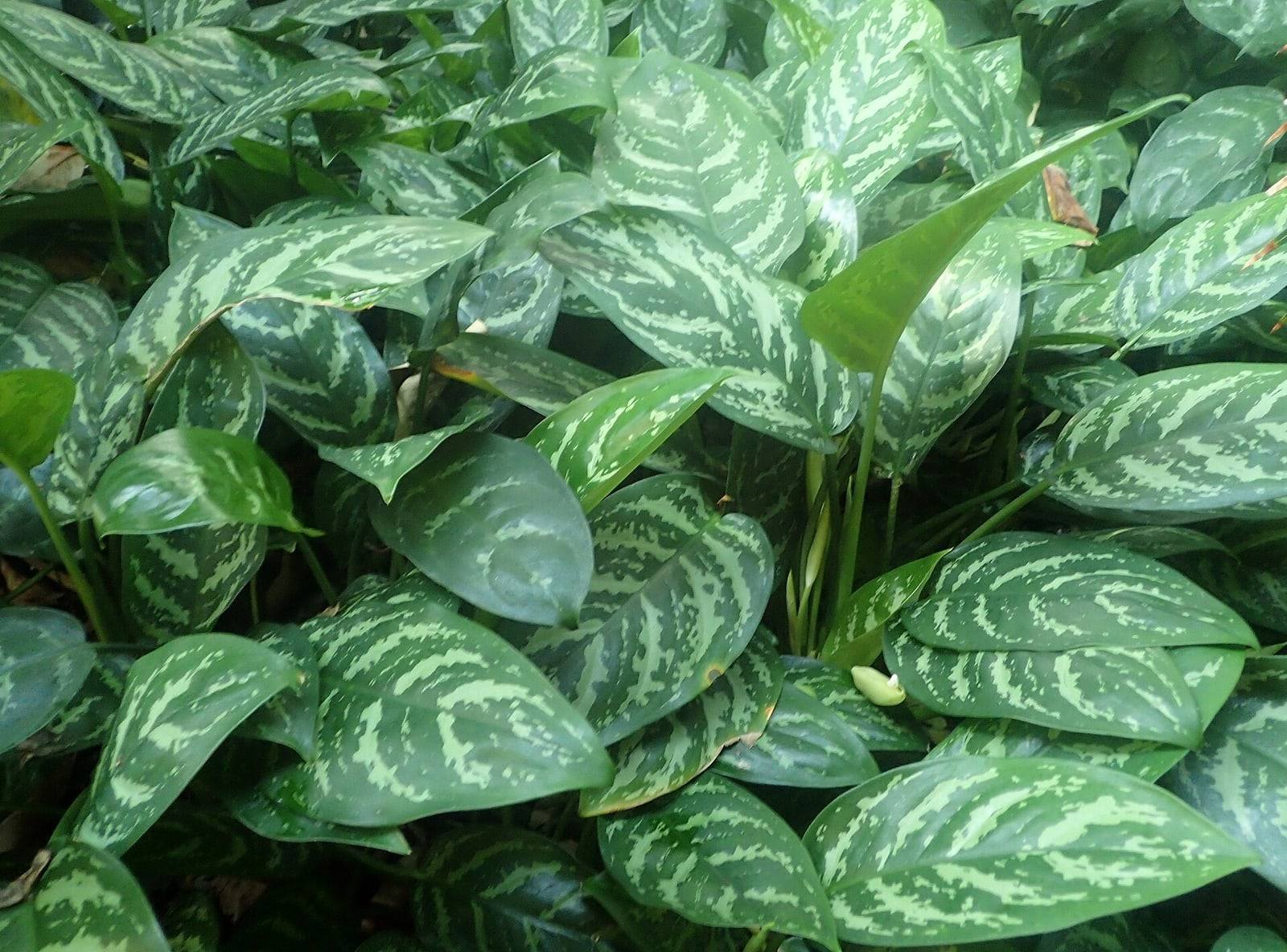 Mata de Aglaonema commutatum con hojas elípticas verde oscuro jaspeadas por anchas bandas gris plateado.