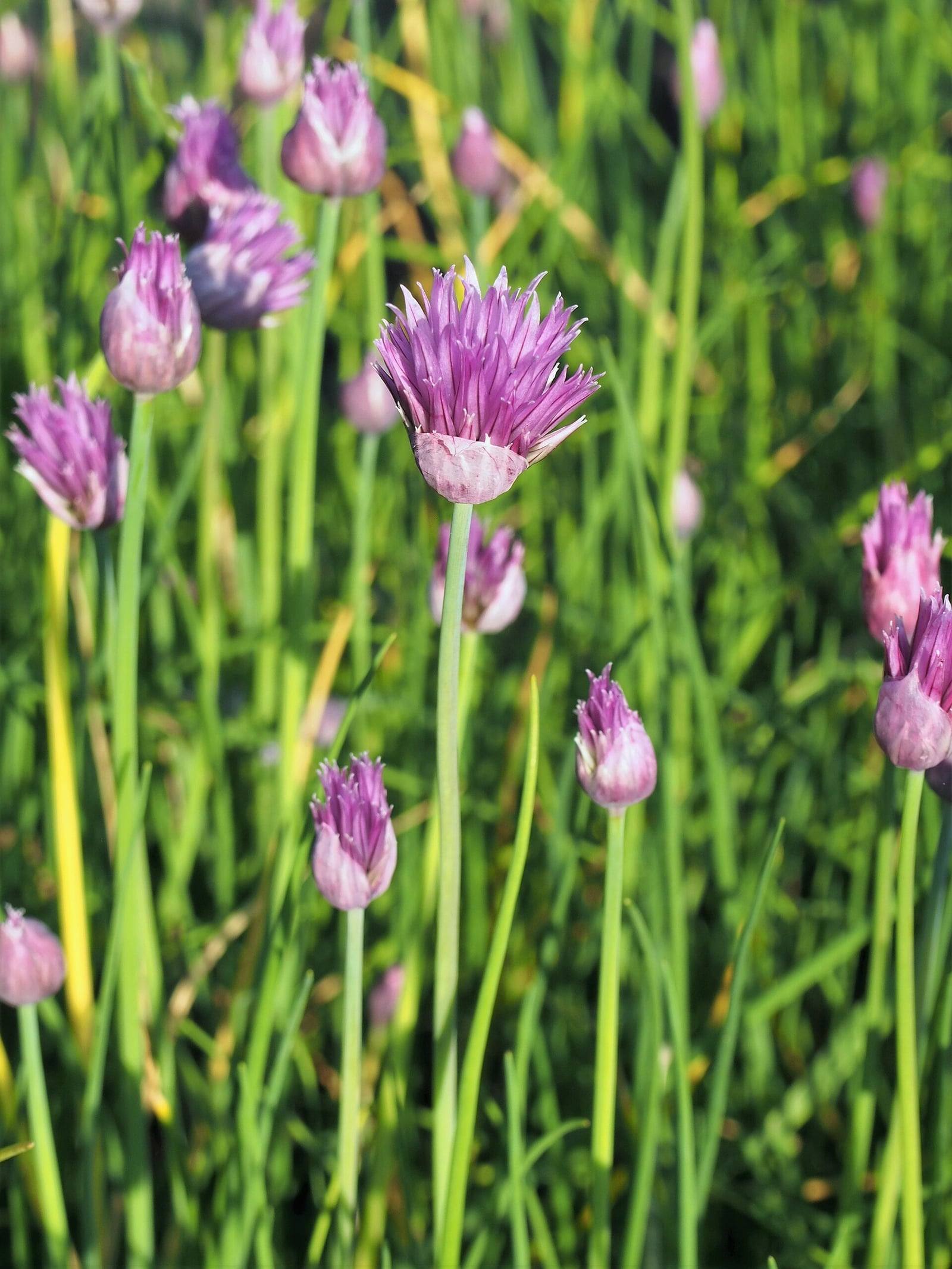 Ciboulette en fleurs dans un jardin botanique : pompons mauves en boutons et ouverts au bout de hampes fines, au-dessus de feuilles tubulaires vertes.