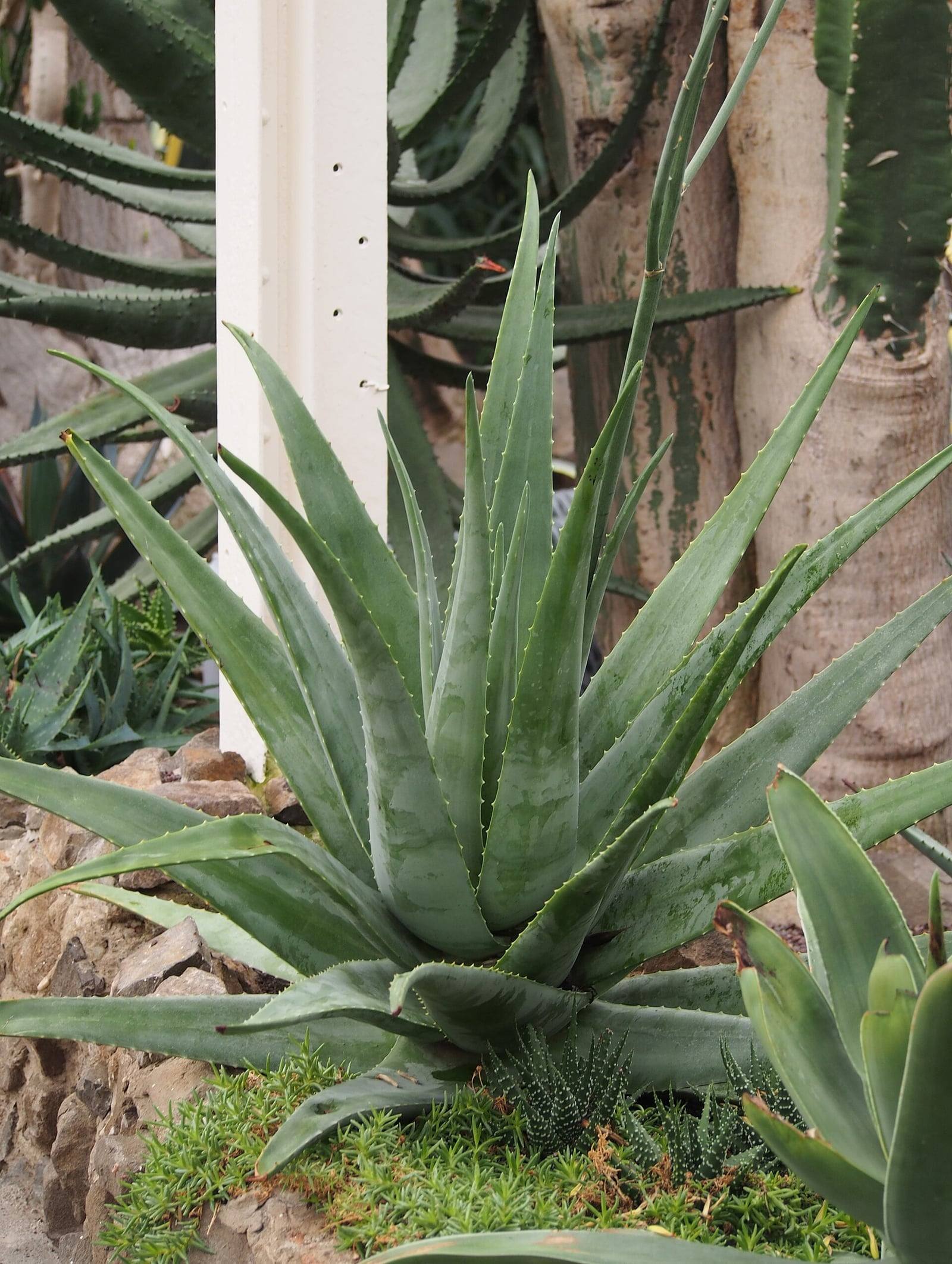 Roseta de Aloe vera en invernadero: hojas largas y carnosas de color verde grisáceo, con manchas claras y bordes dentados.