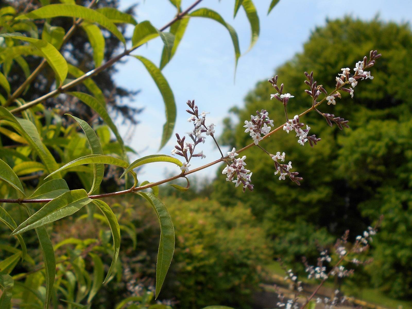Rama de Aloysia citrodora en el jardín botánico de Berlín: hojas largas, estrechas y puntiagudas, y racimos de diminutas flores blancas con botones lila.