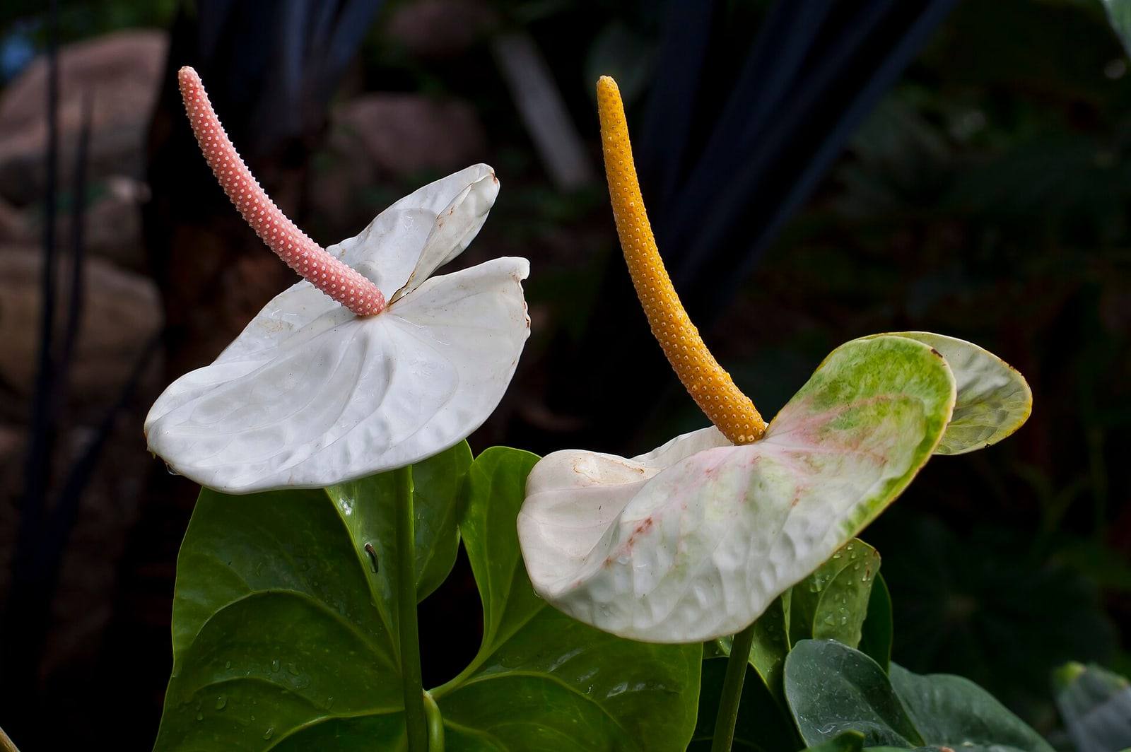 Dos inflorescencias de Anthurium andraeanum, con espatas blancas y espádices rosa y amarillo, ante hojas verdes acorazonadas.