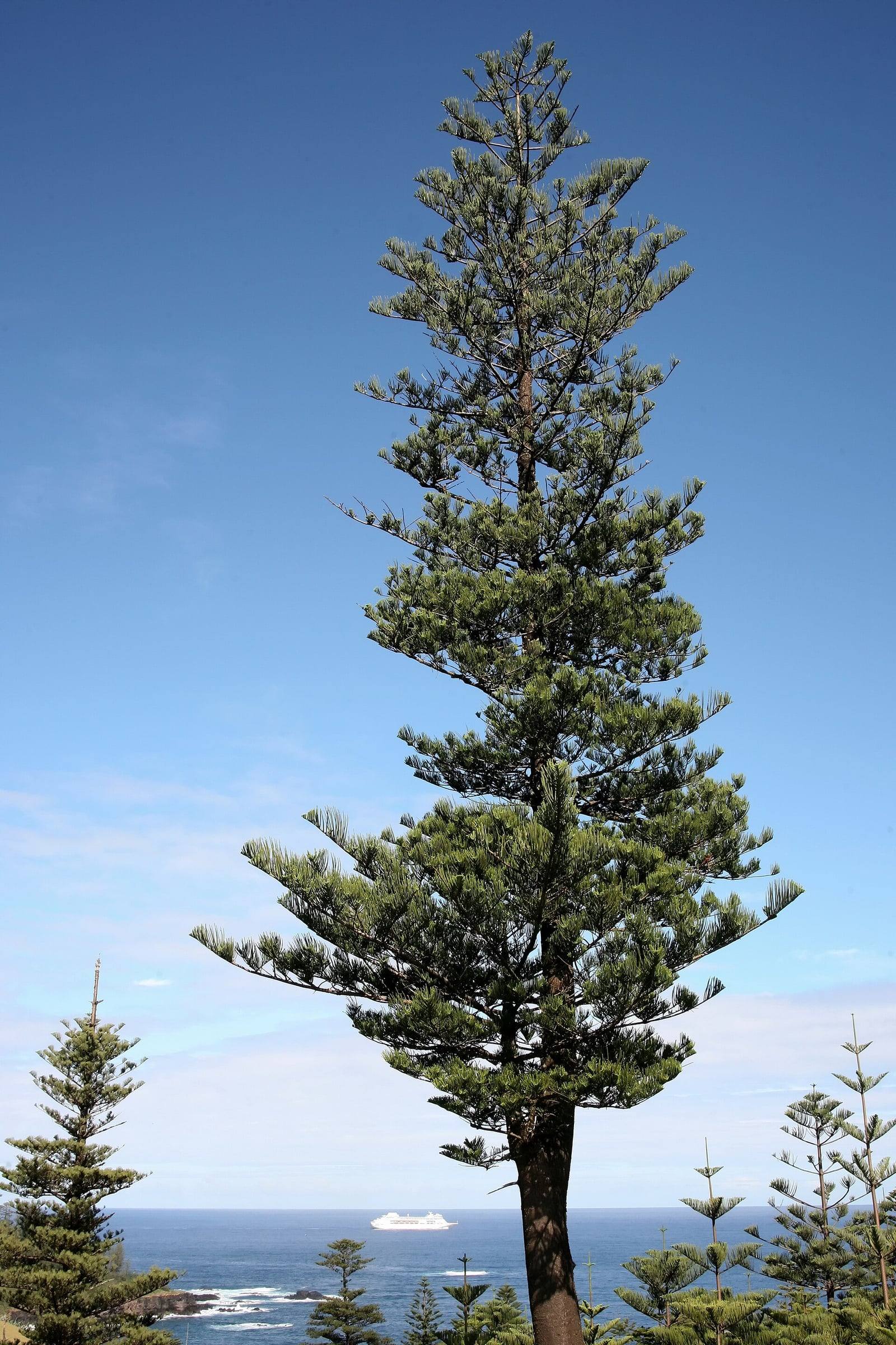 Gran pino de Norfolk en la isla Norfolk, con tronco recto y ramas dispuestas en pisos horizontales, frente al océano y el cielo azul.
