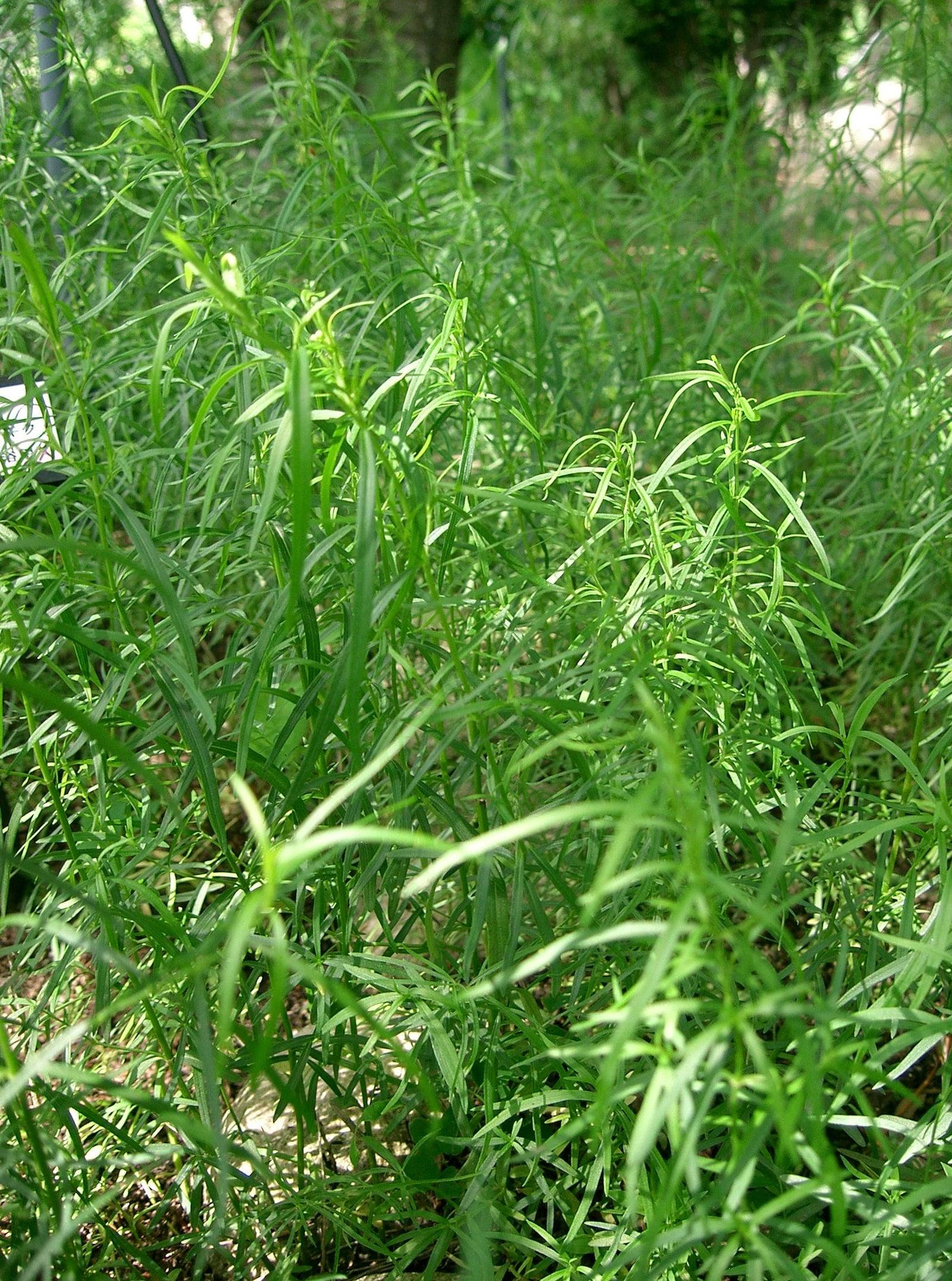 Dense patch of tarragon with upright stems and long, narrow, smooth bright green leaves.