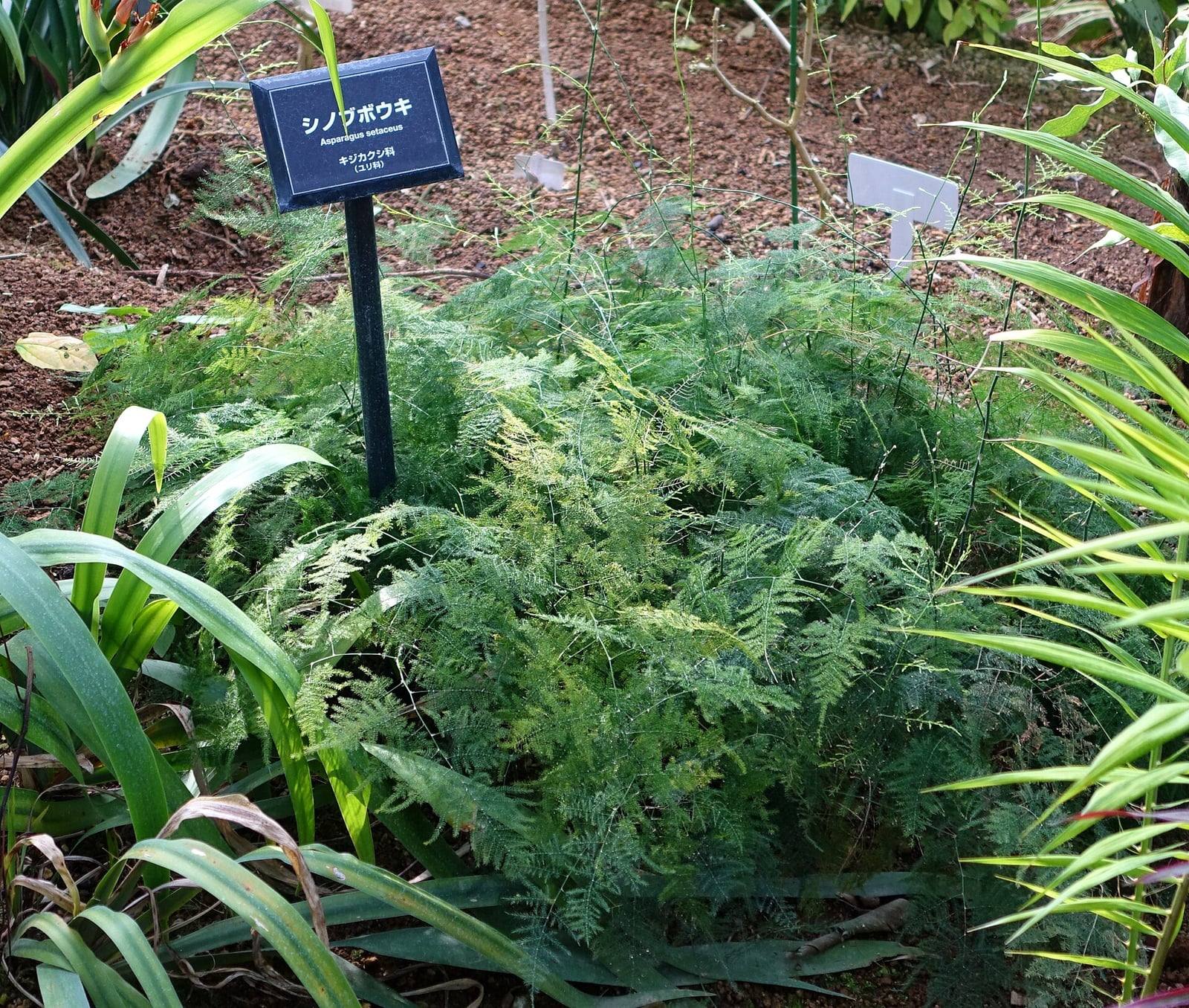 Mata baja y extendida de Asparagus setaceus en un invernadero de jardín botánico: ramas plumosas verde claro dispuestas en planos horizontales, algunos tallos finos erguidos y una etiqueta botánica a la izquierda.