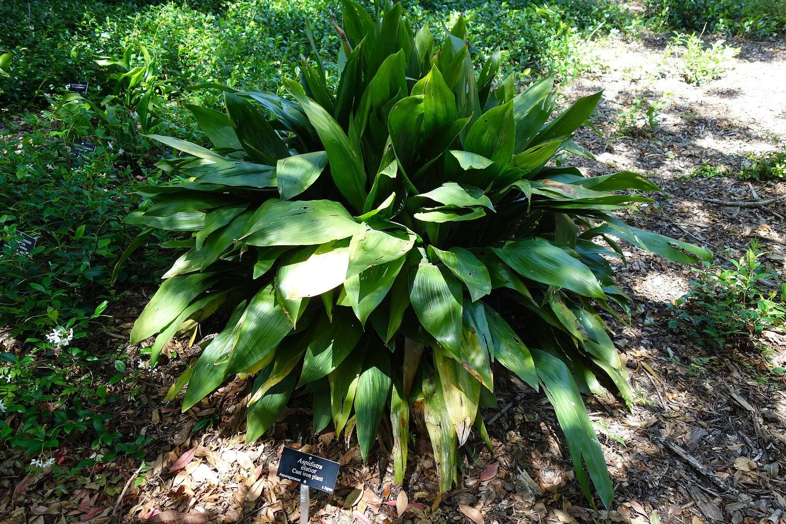 Mata densa de Aspidistra elatior a la sombra en un jardín botánico: grandes hojas verde oscuro, brillantes y lanceoladas, erguidas y luego arqueadas, con una etiqueta al pie.