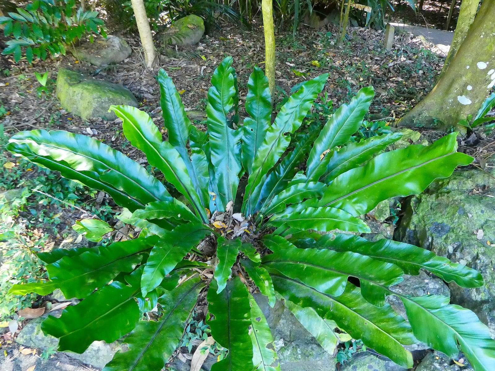 Rosette d’Asplenium nidus vue d’en haut, au sol d’un jardin botanique : larges frondes entières vert brillant à nervure sombre, avec des feuilles mortes piégées au centre.