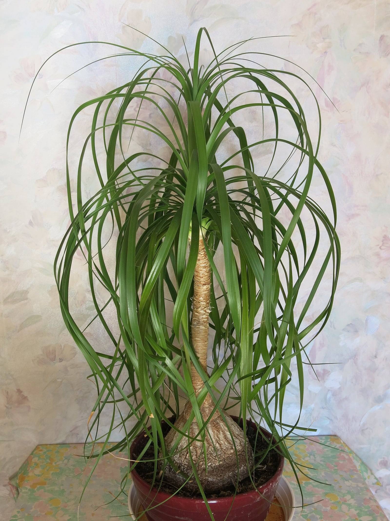 Beaucarnea recurvata en maceta: base hinchada en forma de botella, tallo delgado y penacho de hojas largas y estrechas que caen.