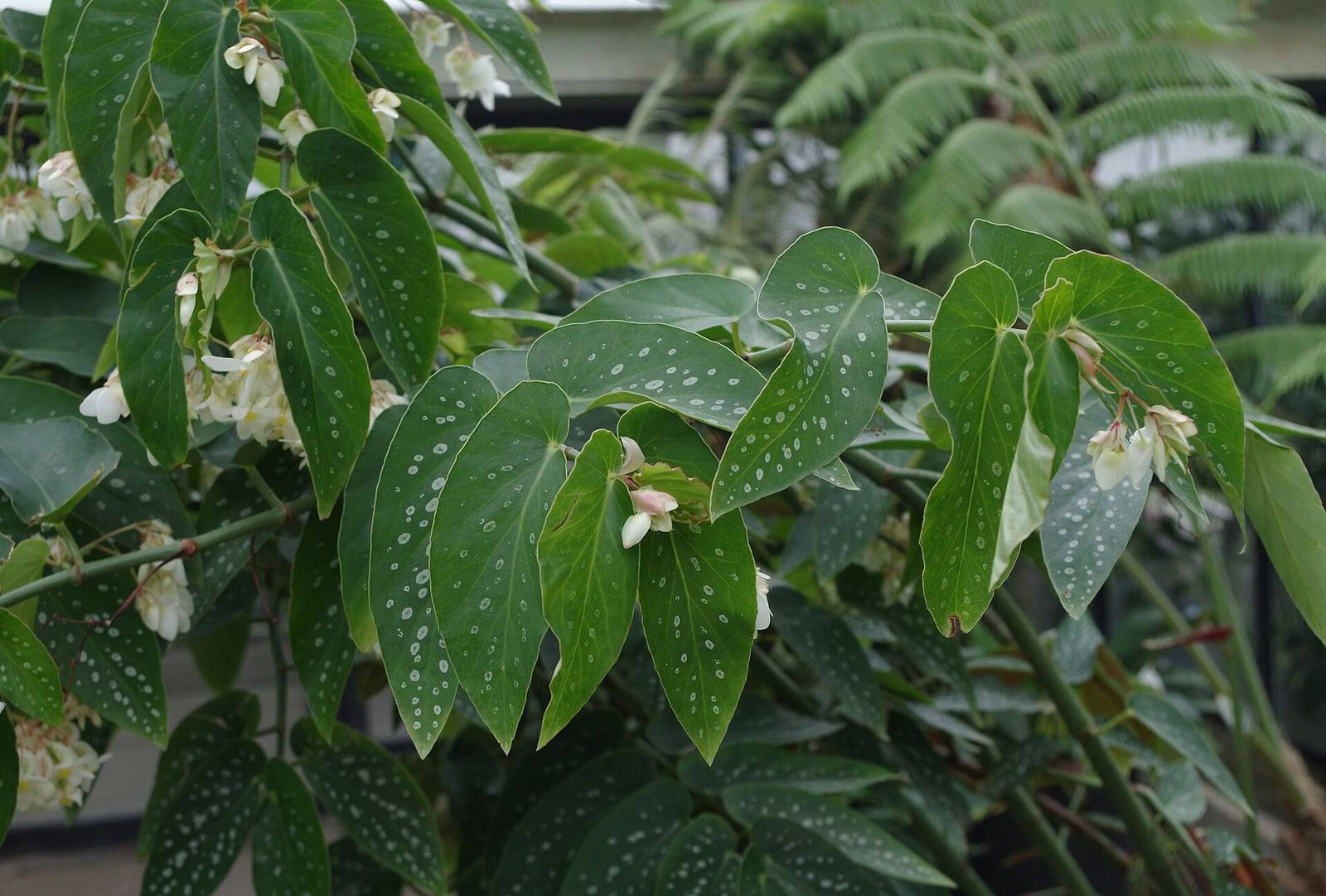 Begonia de lunares en invernadero: hojas alargadas de color verde oscuro cubiertas de pequeños lunares plateados, con racimos colgantes de flores blancas teñidas de rosa.