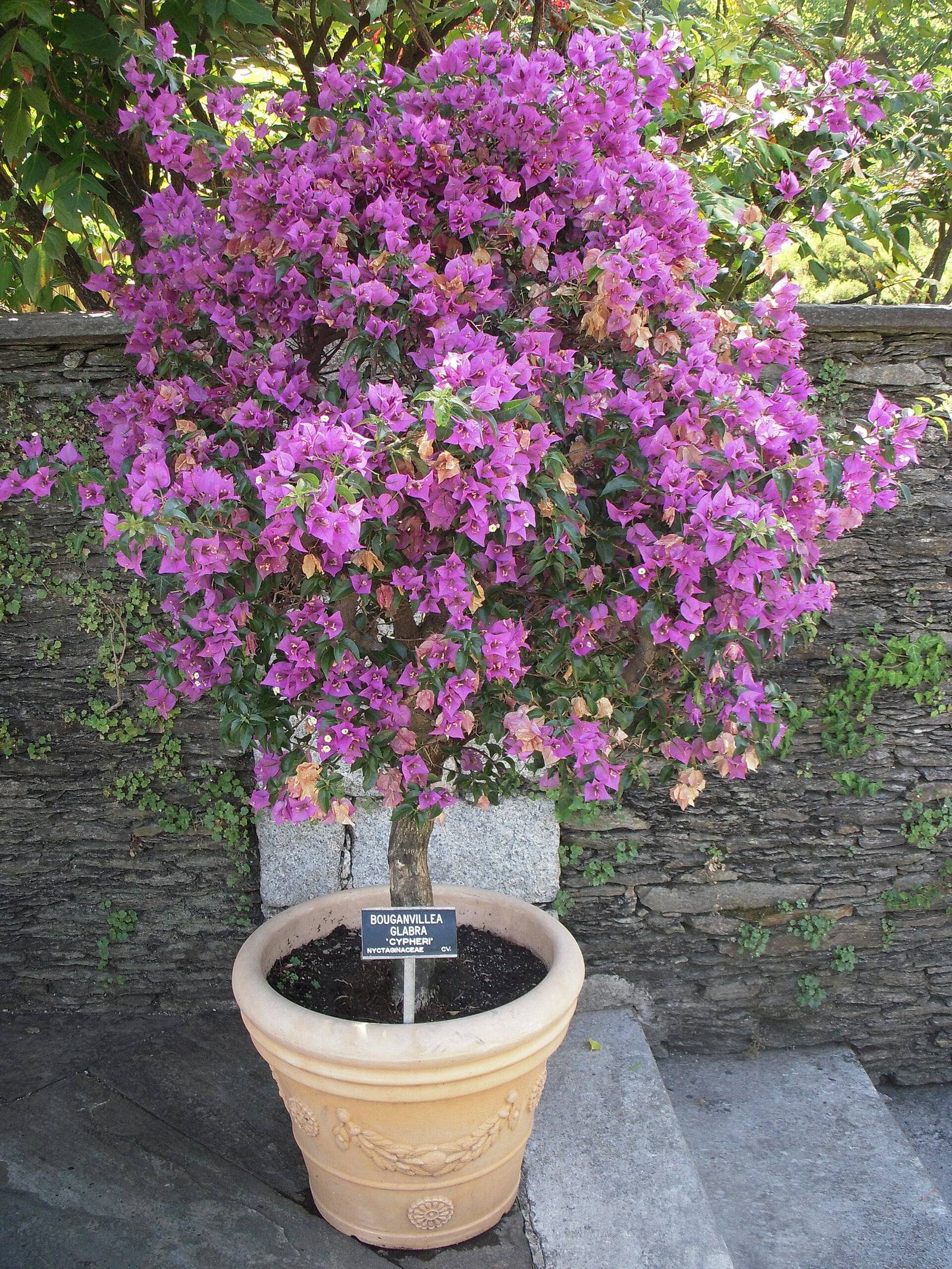 Buganvilla formada en tronco único en una gran maceta de barro, cubierta de brácteas violeta magenta, con una etiqueta de Bougainvillea glabra.