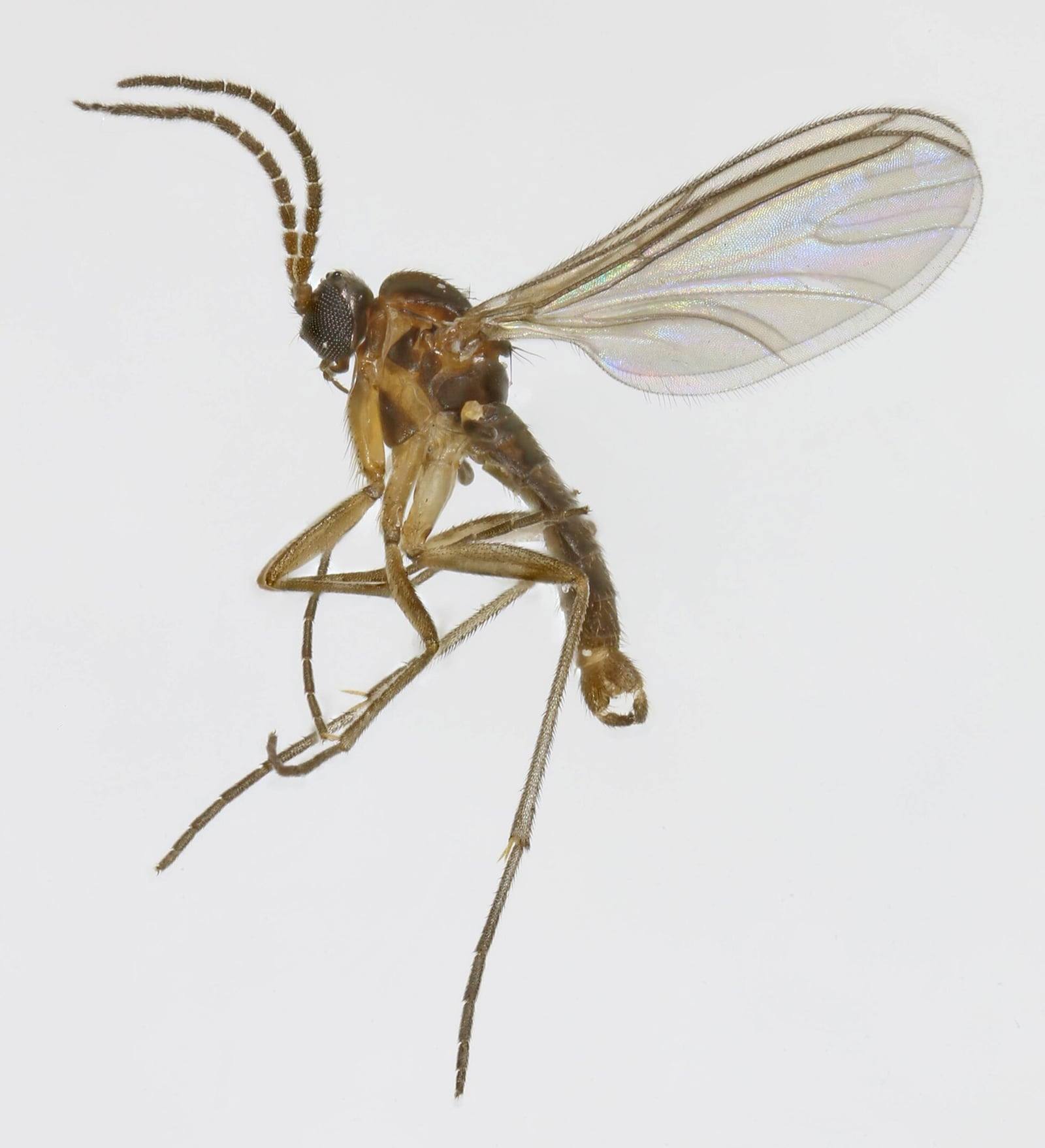 Mosquita del sustrato (Bradysia ocellaris) vista de perfil sobre fondo blanco: cuerpo marrón, patas largas y finas, antenas largas y alas transparentes iridiscentes.