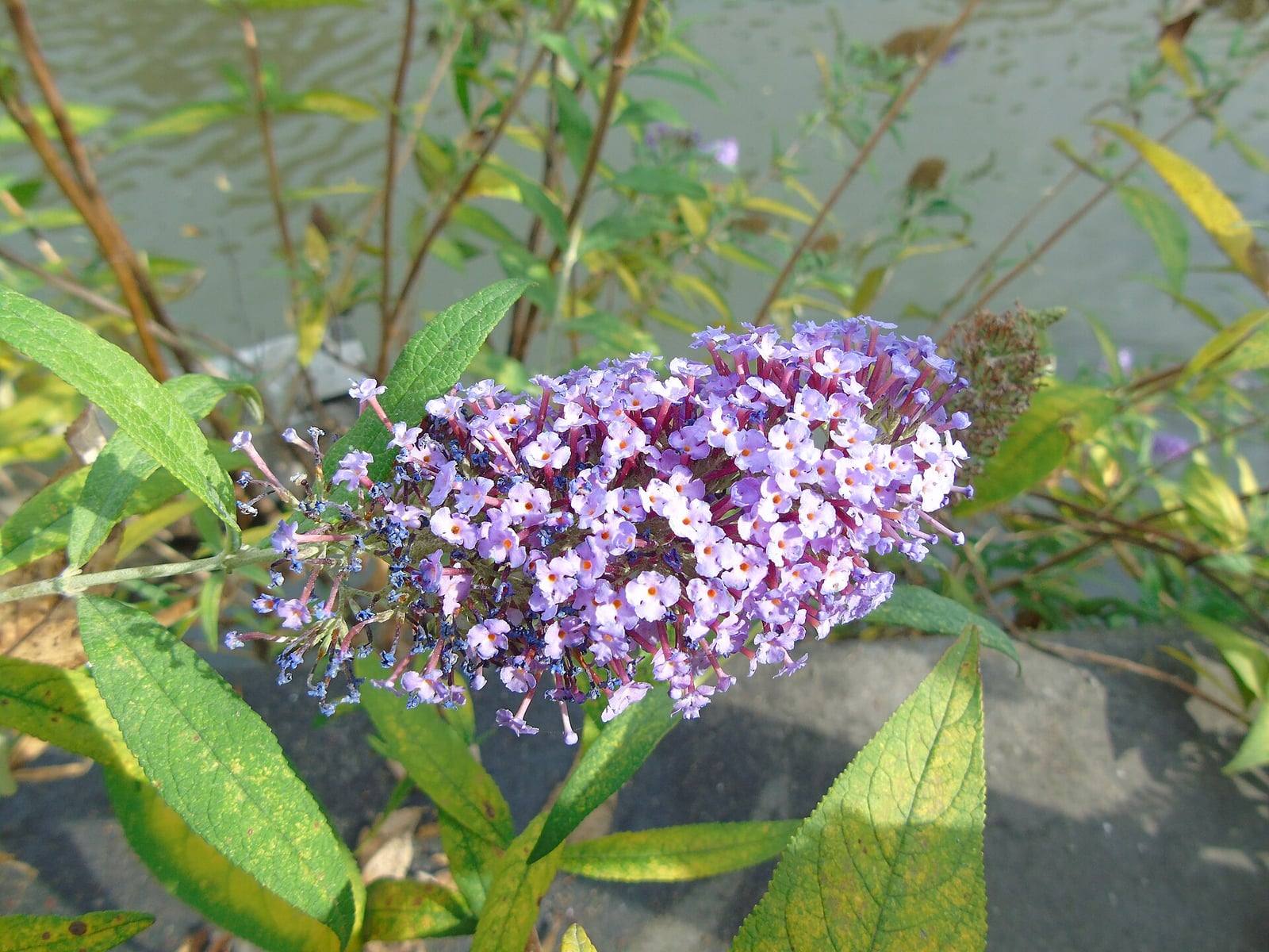 Espiga floral de Buddleja davidii cubierta de pequeñas flores tubulares lilas con el centro más claro, rodeada de hojas lanceoladas y dentadas.