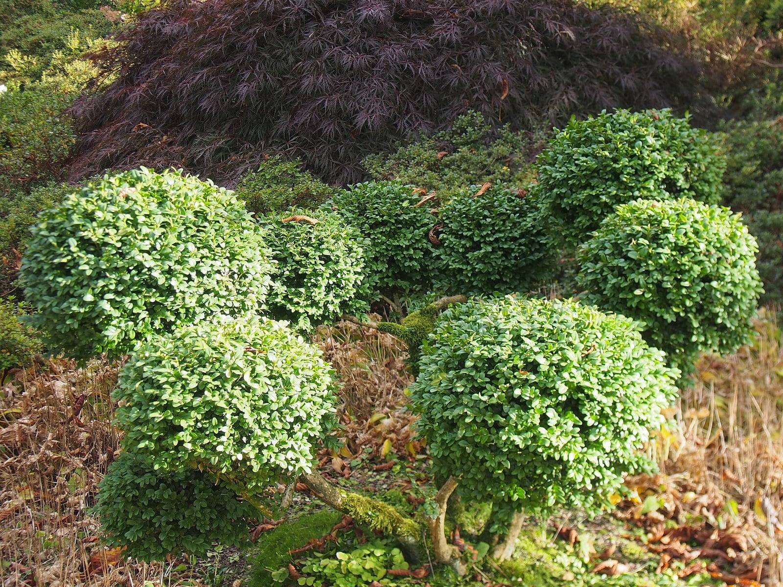 Boj común podado en bolas sobre varios troncos en un arboreto: follaje denso de hojas pequeñas verde vivo, delante de un arce japonés púrpura, en otoño.