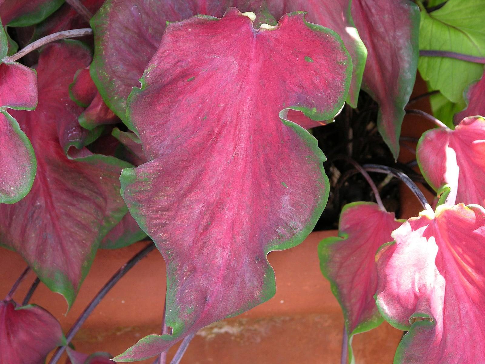 Grandes hojas rosa intenso con bordes verdes de Caladium bicolor ‘Florida Red Ruffles’, fotografiado en Chanticleer Garden.
