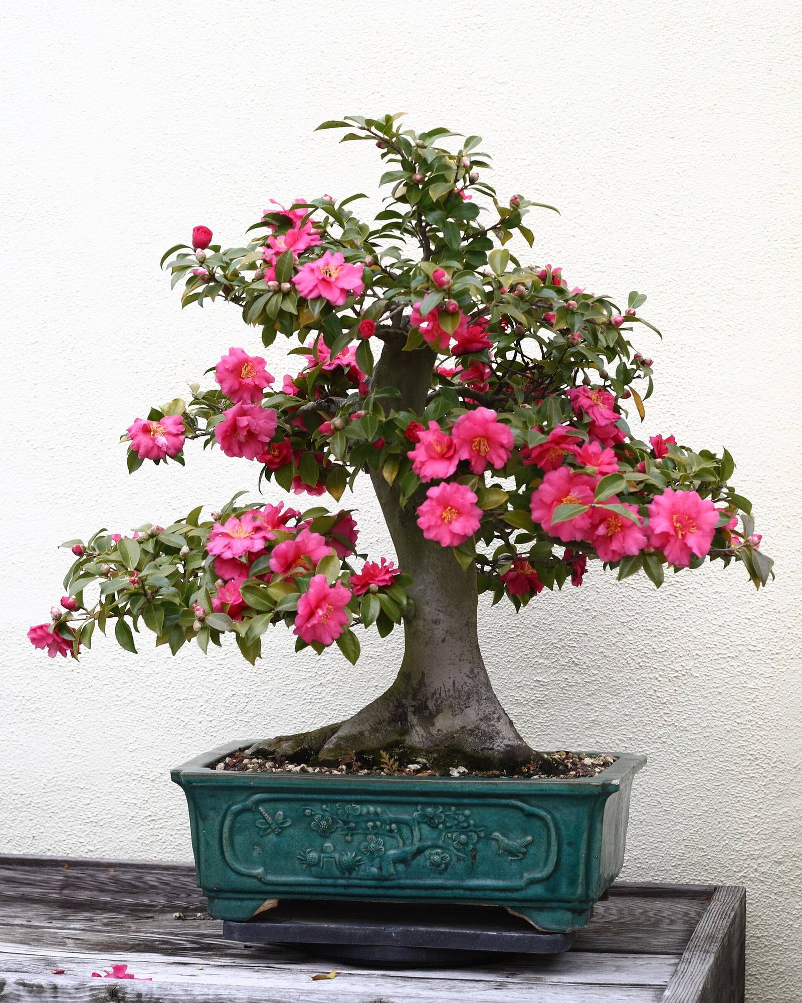 Bonsái de camelia japonesa en flor, de tronco grueso y ensanchado en la base, cubierto de flores rosa intenso y de botones, en una maceta rectangular verde esmeralda con relieves.