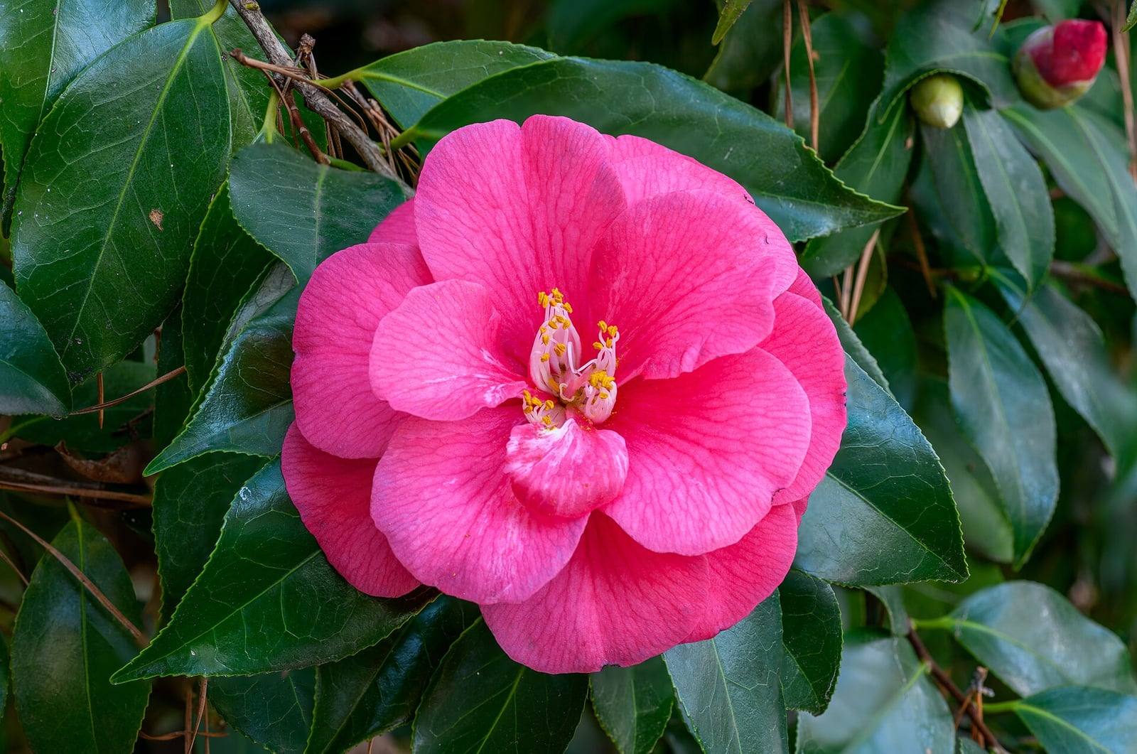 Flor rosa intenso de Camellia japonica con estambres amarillos, rodeada de hojas verde oscuro brillantes y de un botón rojo.