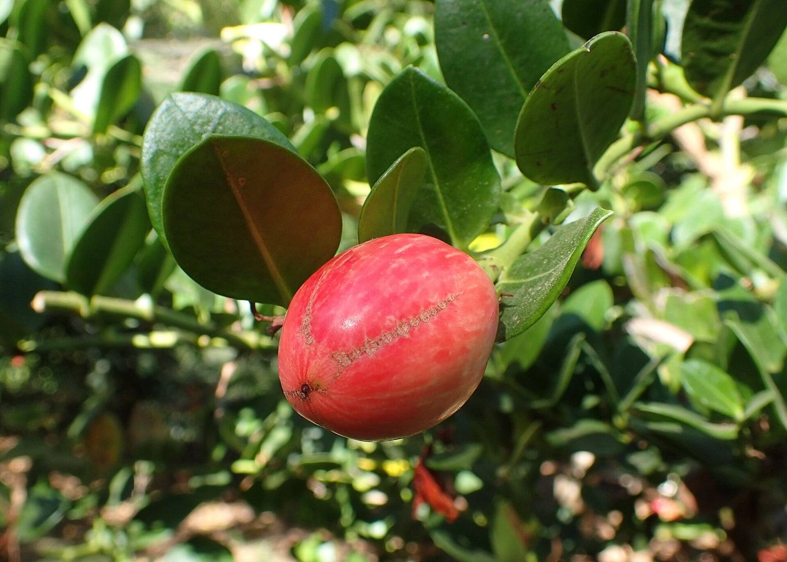Oval red Natal plum fruit hanging among thick, glossy, dark green leaves.