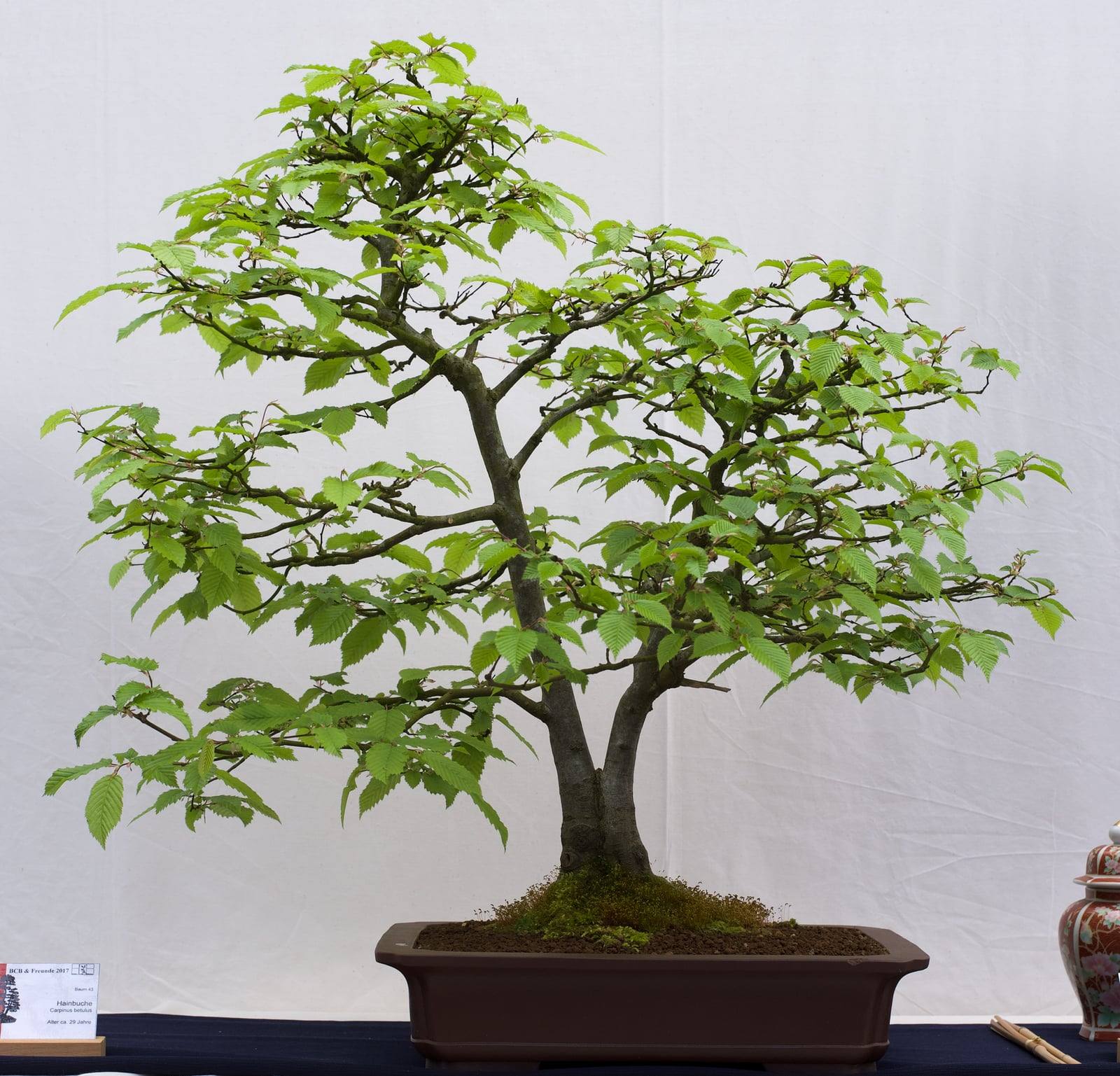 European hornbeam bonsai in fresh leaf, with two gray trunks and spreading branches, in a brown rectangular pot against a white backdrop.