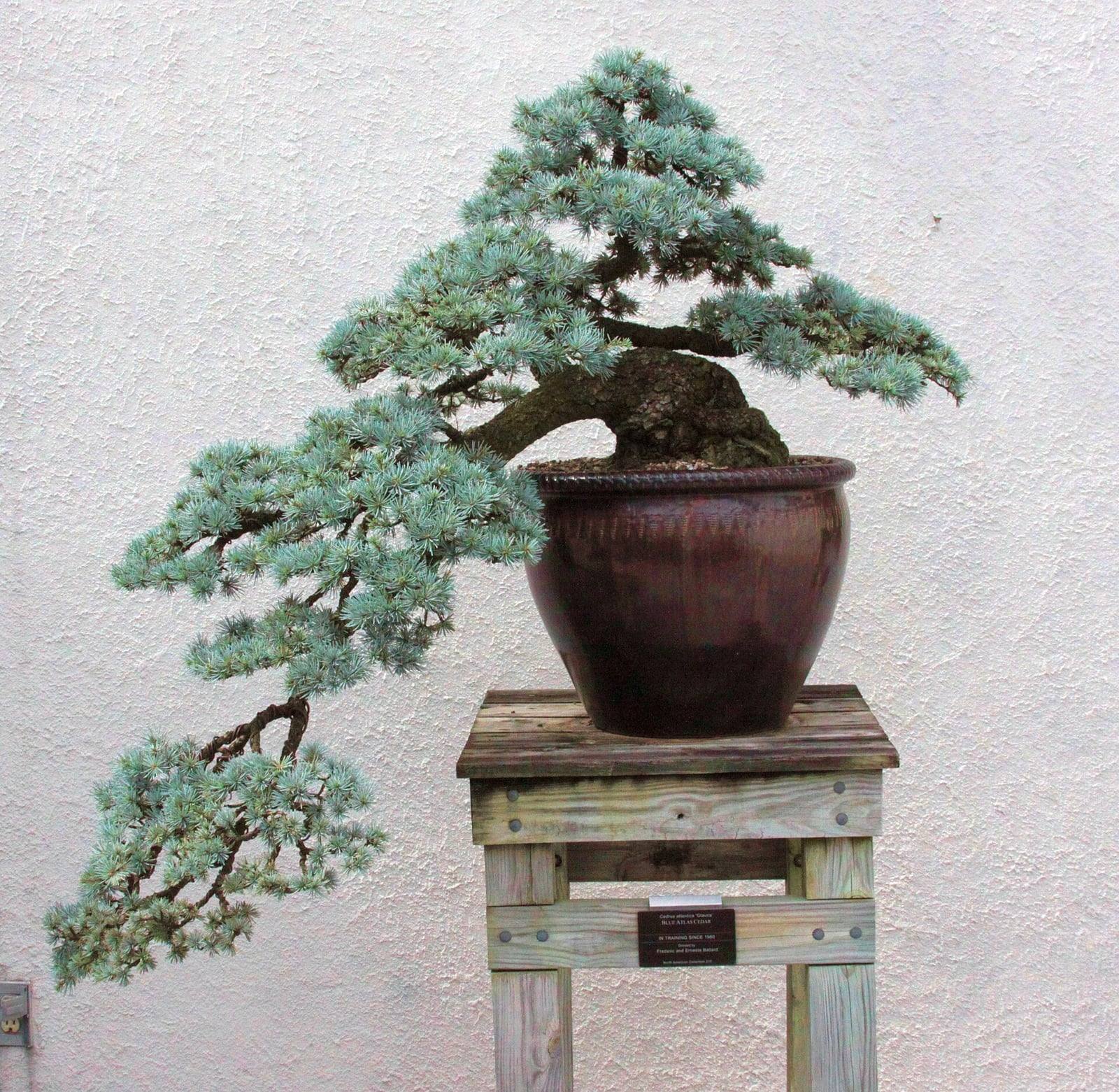 Blue atlas cedar bonsai in cascade style: a gnarled trunk rising from a deep reddish-brown pot and a long drooping branch covered in tufts of silvery-blue needles, on a wooden stand in front of a pale wall.