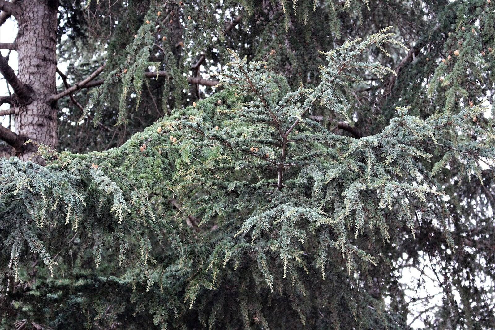 Spreading branches of Atlas cedar near Fez, Morocco: shoots covered in tufts of short blue-green needles, a few young cones and, on the left, a trunk with fissured gray bark.