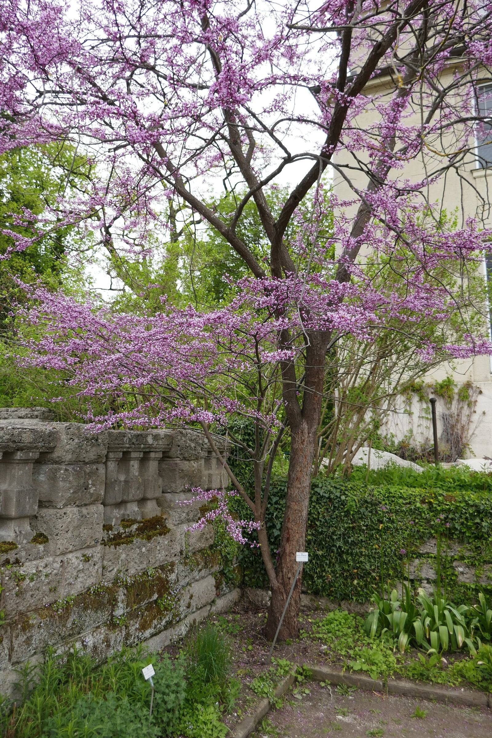 Ciclamor del Canadá en flor en el jardín botánico de Múnich-Nymphenburg: tronco oscuro y ramas desnudas cubiertas de pequeñas flores rosa púrpura, ante un murete de piedra.