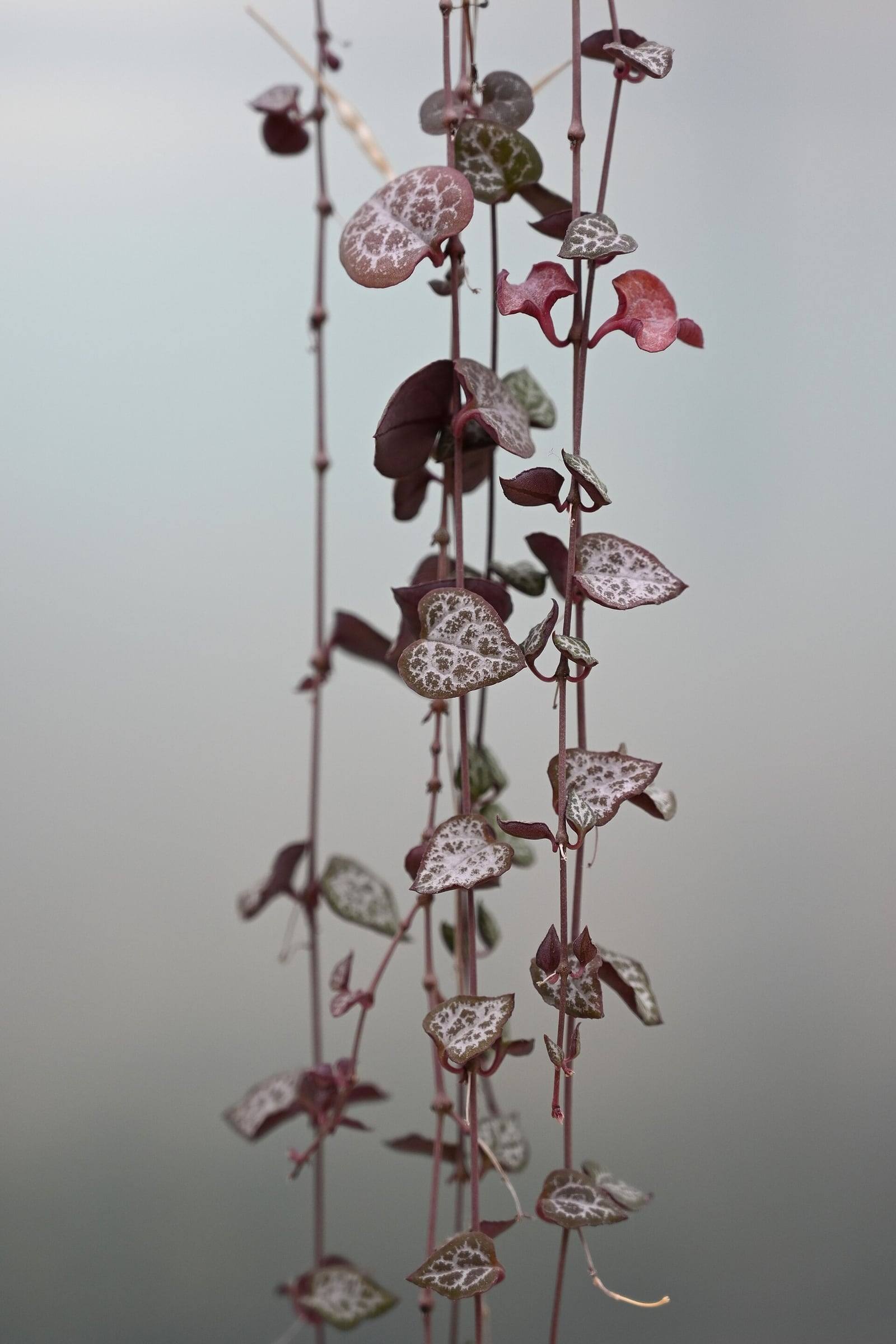 Largos tallos colgantes de Ceropegia woodii con hojas acorazonadas jaspeadas de plata y púrpuras por el envés.