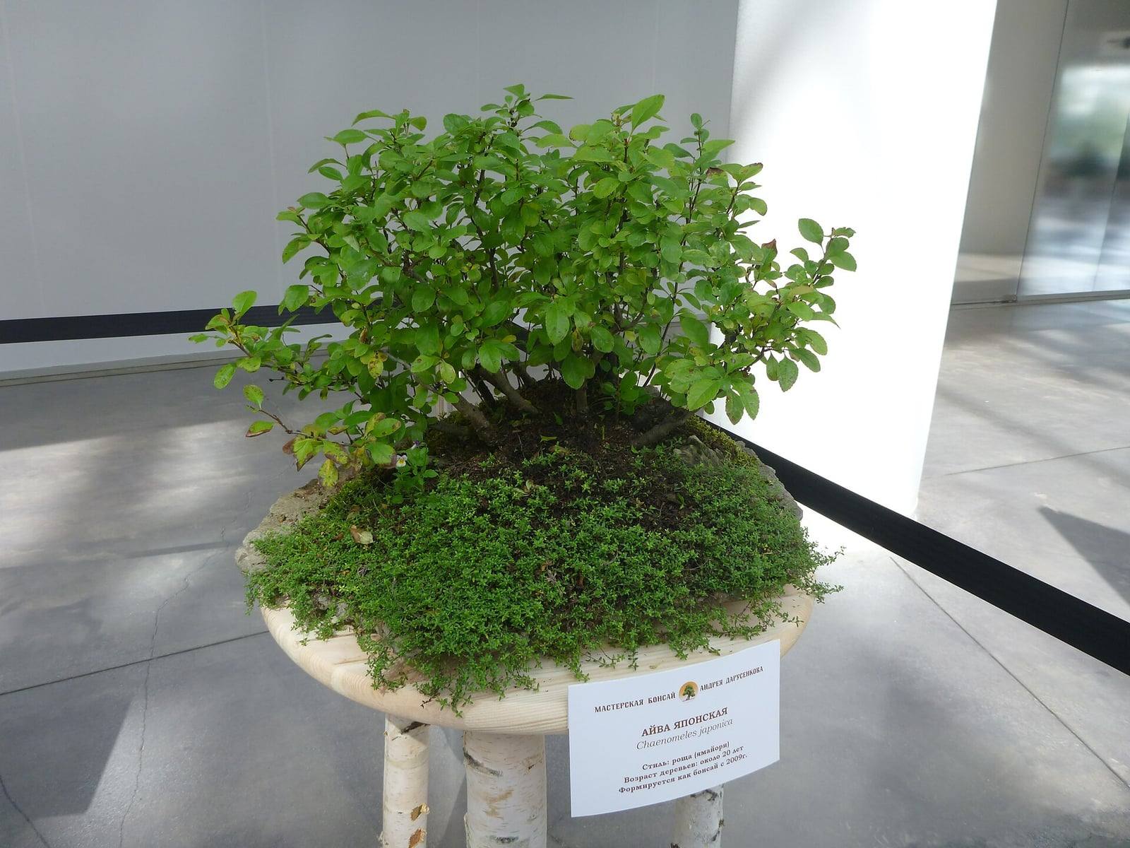 Maule's quince bonsai planted as a group of several slender trunks with bright green leaves, on a wide tray carpeted with ground cover, with a label reading Chaenomeles japonica.