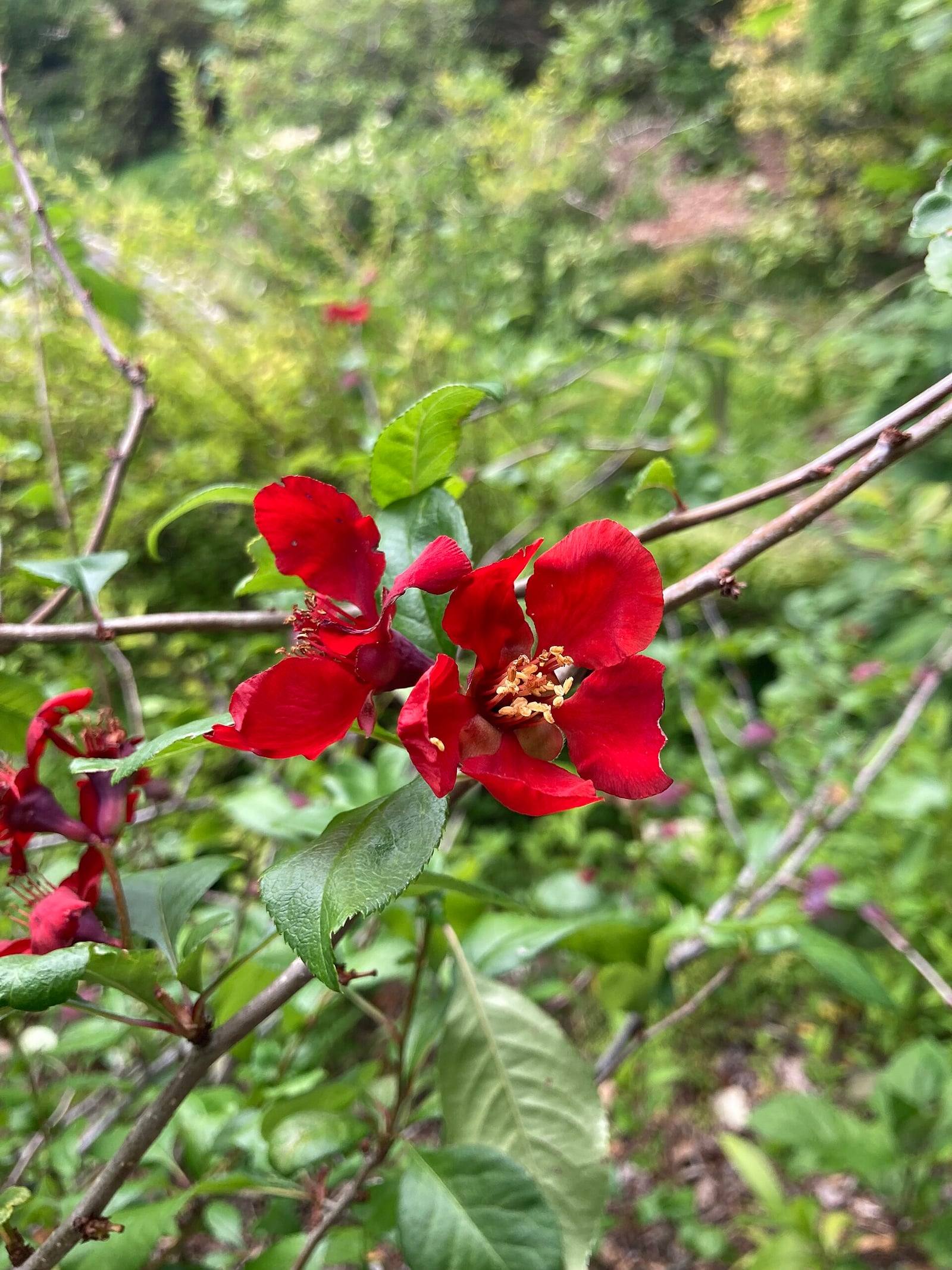 Fleurs rouge vif en coupe à étamines jaunes du cognassier de Maule, sur un rameau brun parmi des feuilles vertes finement dentées.