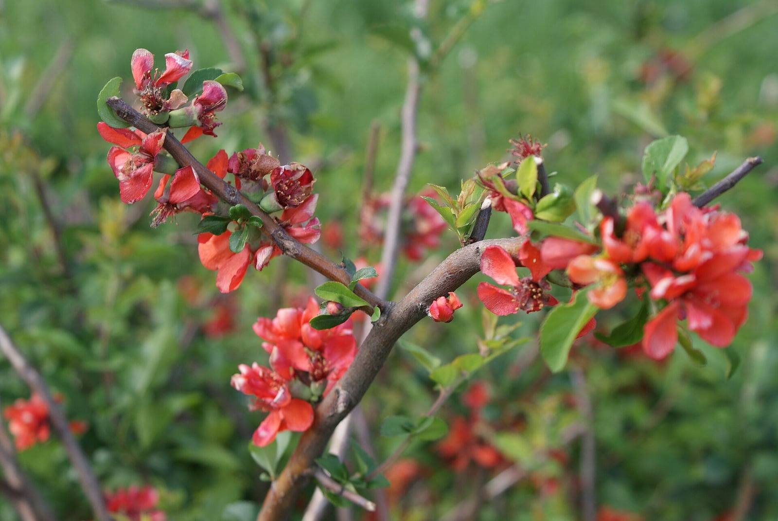 Flowering quince branch covered with cup-shaped orange-red flowers and young green leaves in spring.