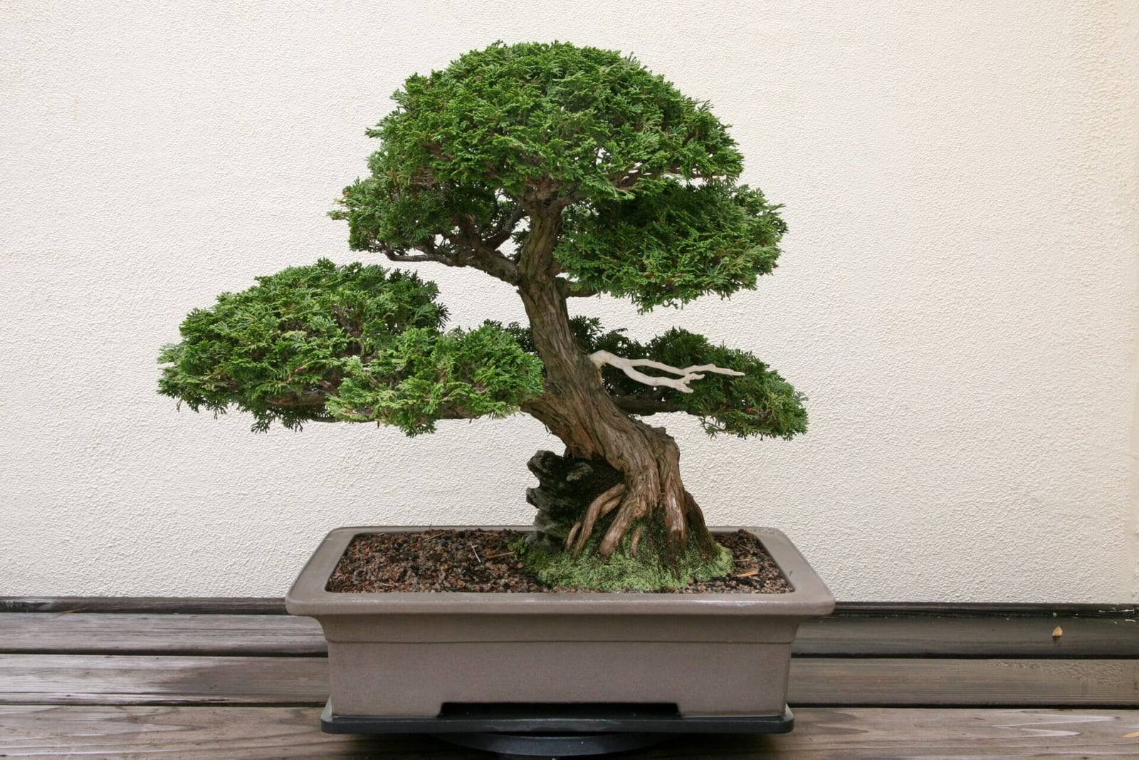 Bonsái de ciprés hinoki enano de tronco pardo rojizo sinuoso y raíces a la vista, con pisos de follaje verde denso en almohadillas y una pequeña rama muerta blanqueada, en una maceta rectangular gris.