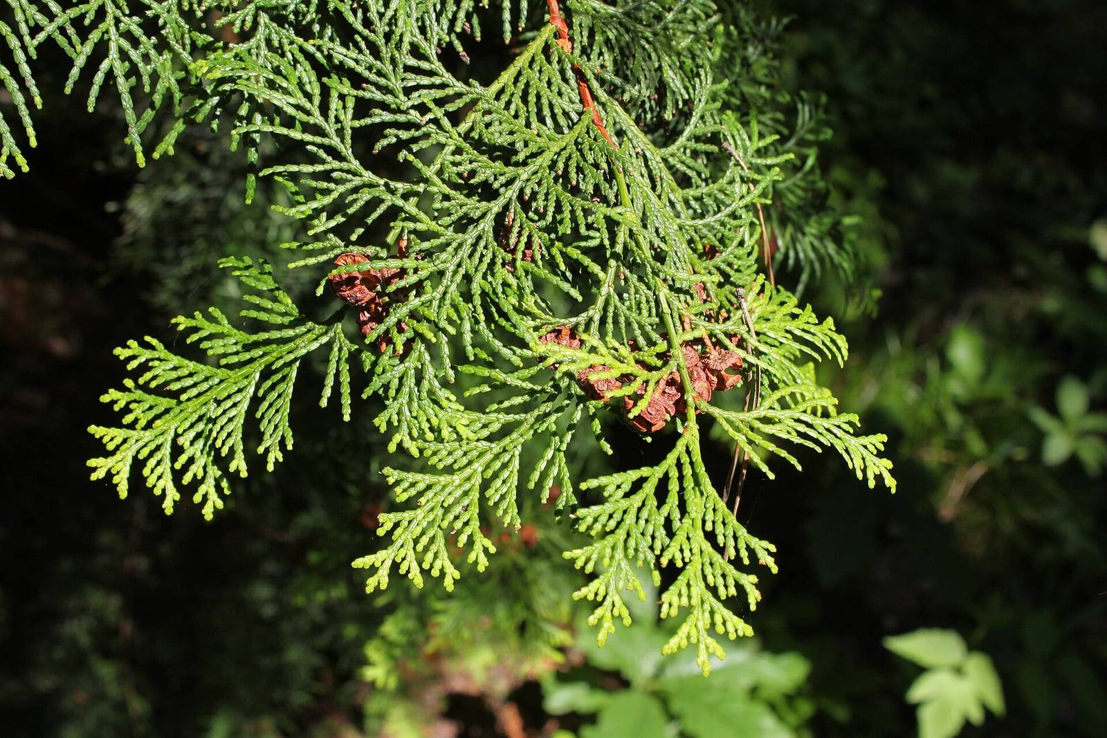 Hinoki cypress branch with flattened fan-shaped sprays covered in small bright green scale leaves, carrying a few round reddish-brown cones.
