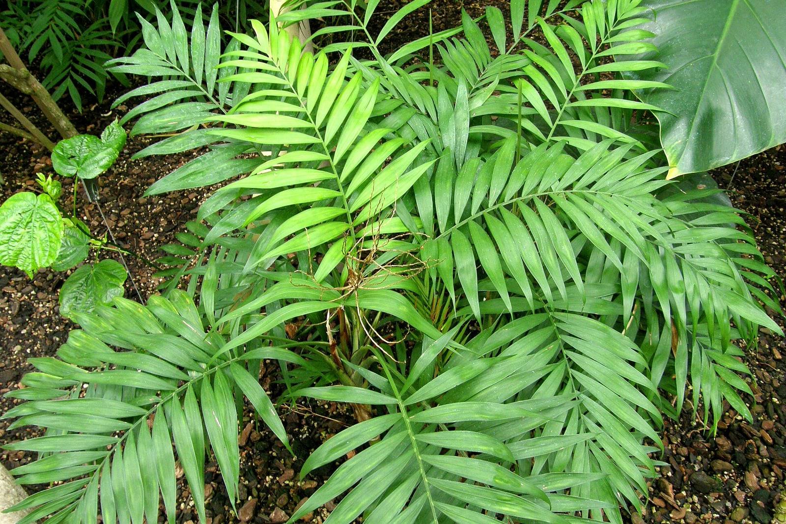 Mata de Chamaedorea elegans con frondes pinnadas verde claro y pecíolos finos, cultivada en invernadero.