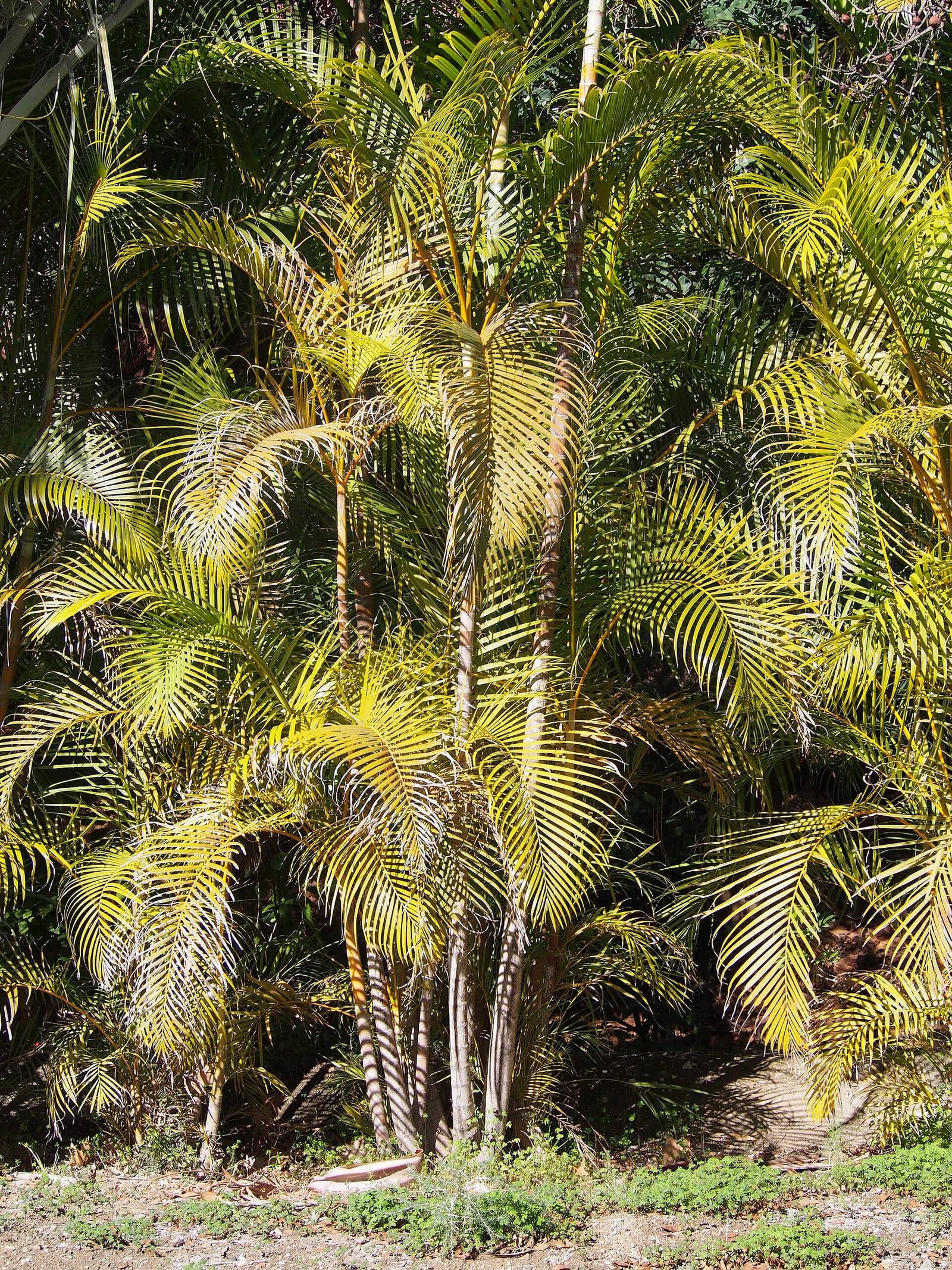 Touffe d’arécas en plein air : nombreux stipes fins et annelés surmontés de palmes arquées vert-jaune au soleil.