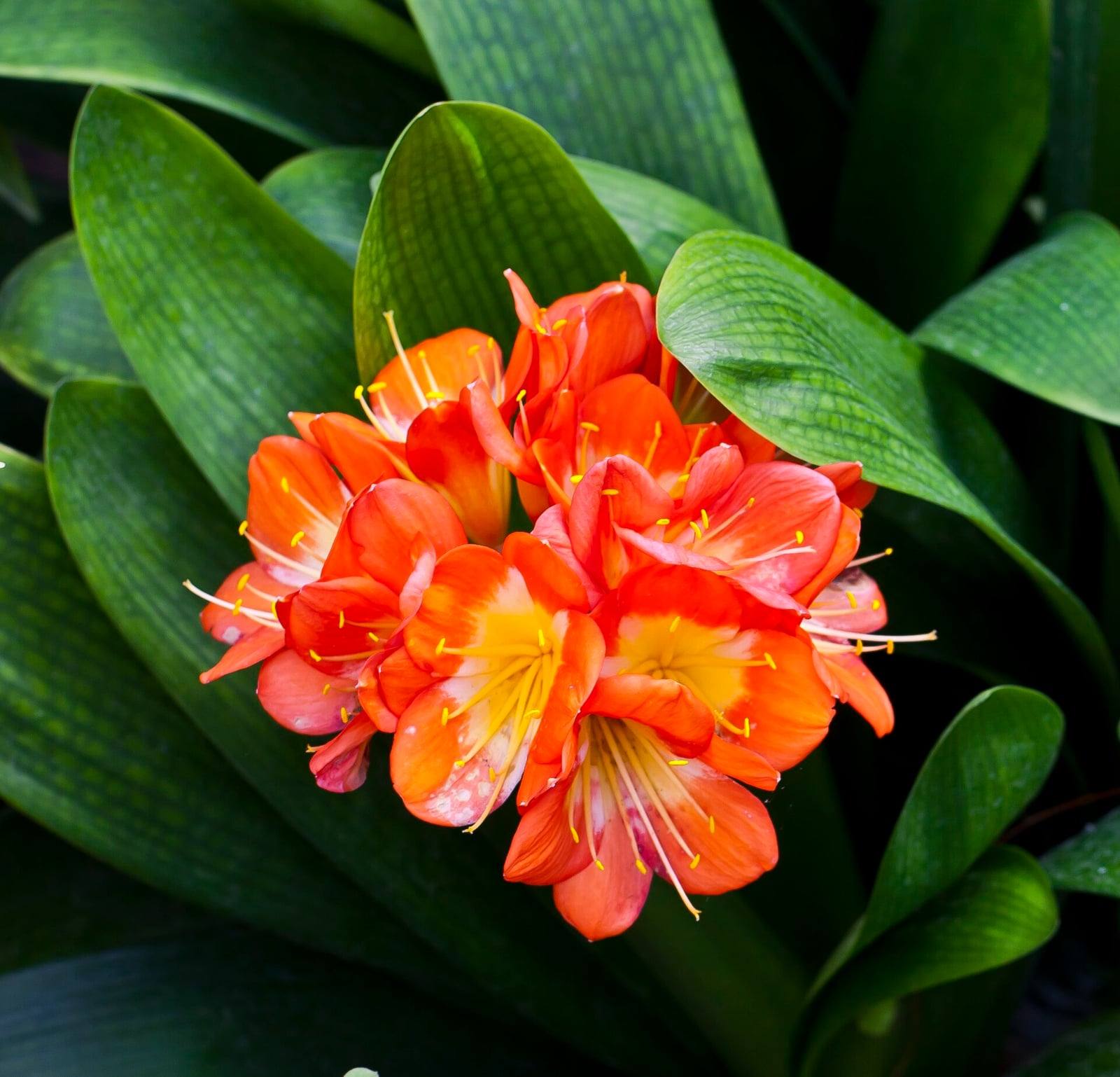 Ramillete denso de flores anaranjadas de Clivia miniata rodeado de hojas anchas verde oscuro en el jardín botánico de Tallin.