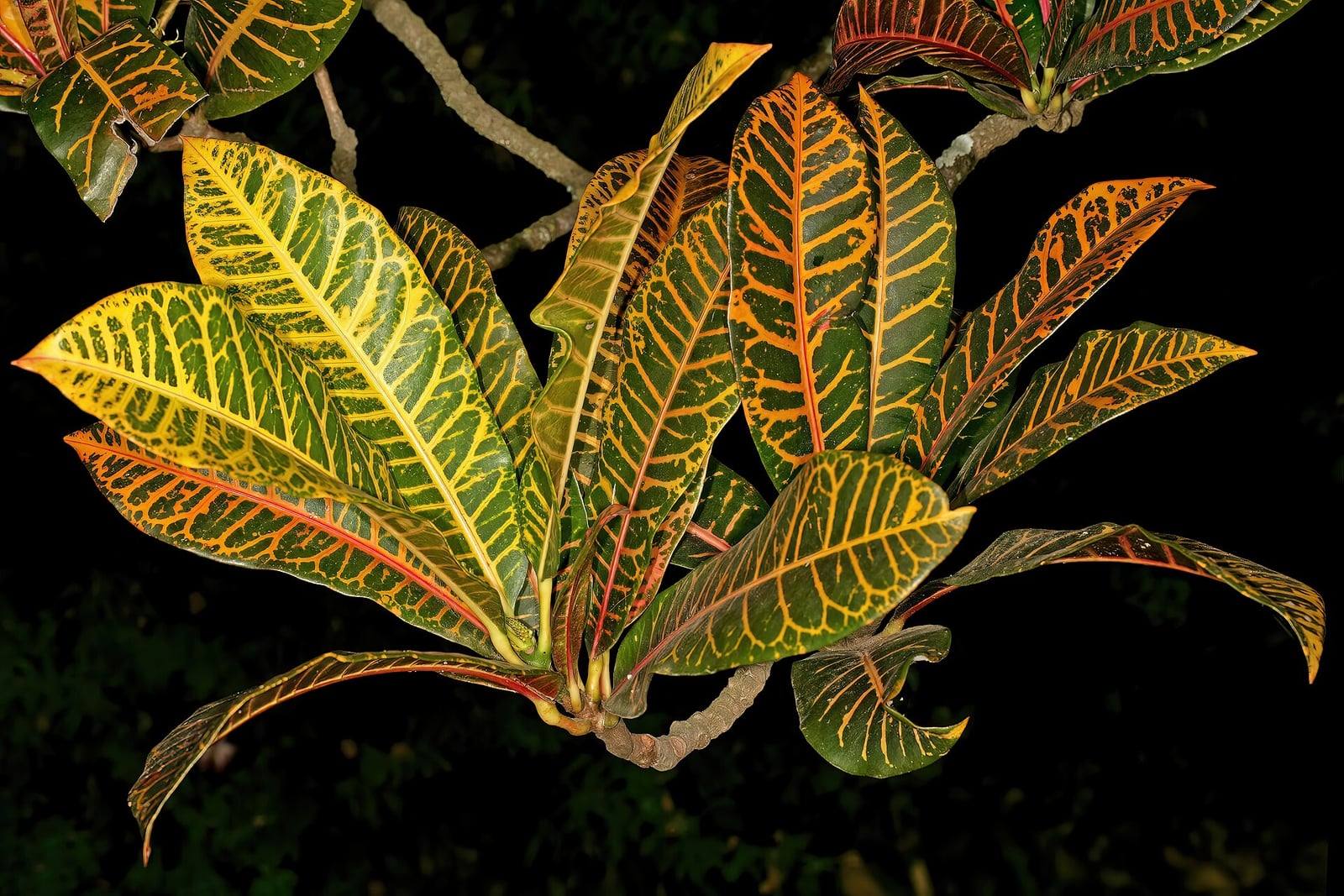 Rama de crotón con una roseta de grandes hojas coriáceas verde oscuro, con nervios y manchas amarillas, naranjas y rojas, sobre fondo oscuro.