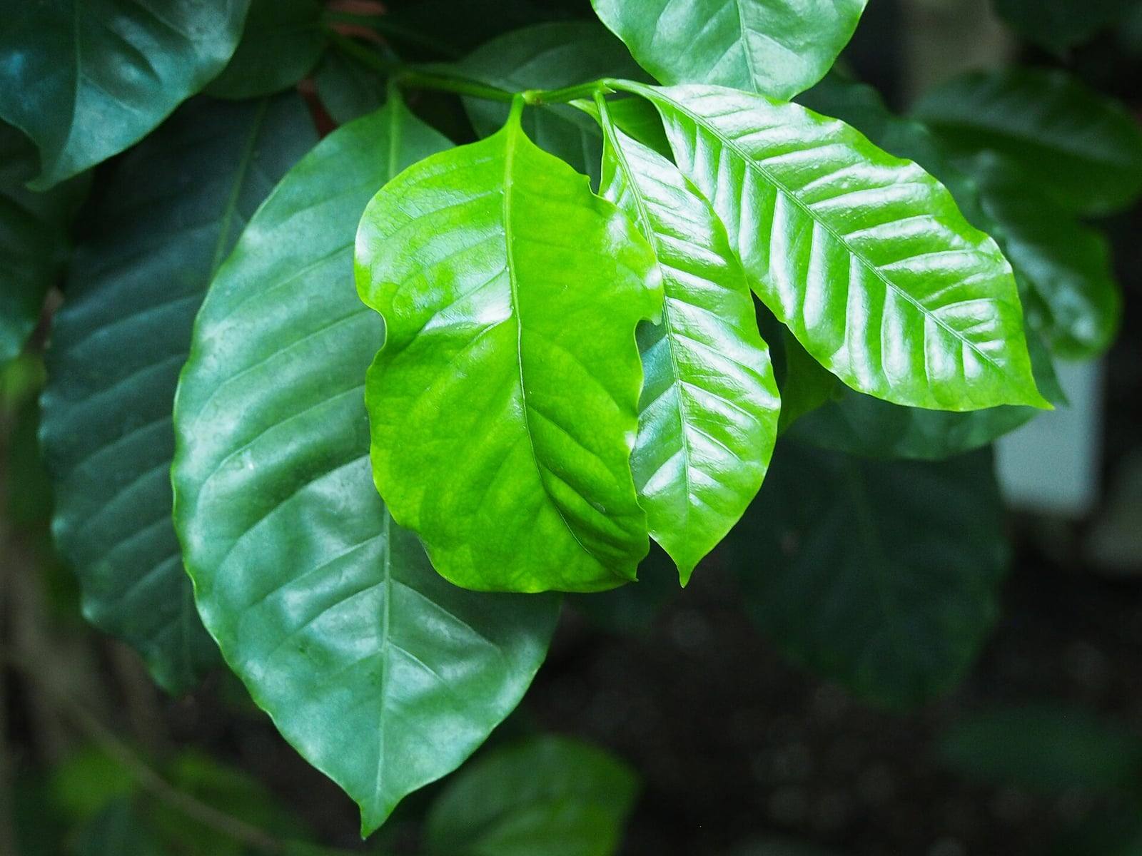 Hojas jóvenes verde claro y hojas adultas verde oscuro, brillantes y onduladas, de un cafeto arábica cultivado en invernadero.