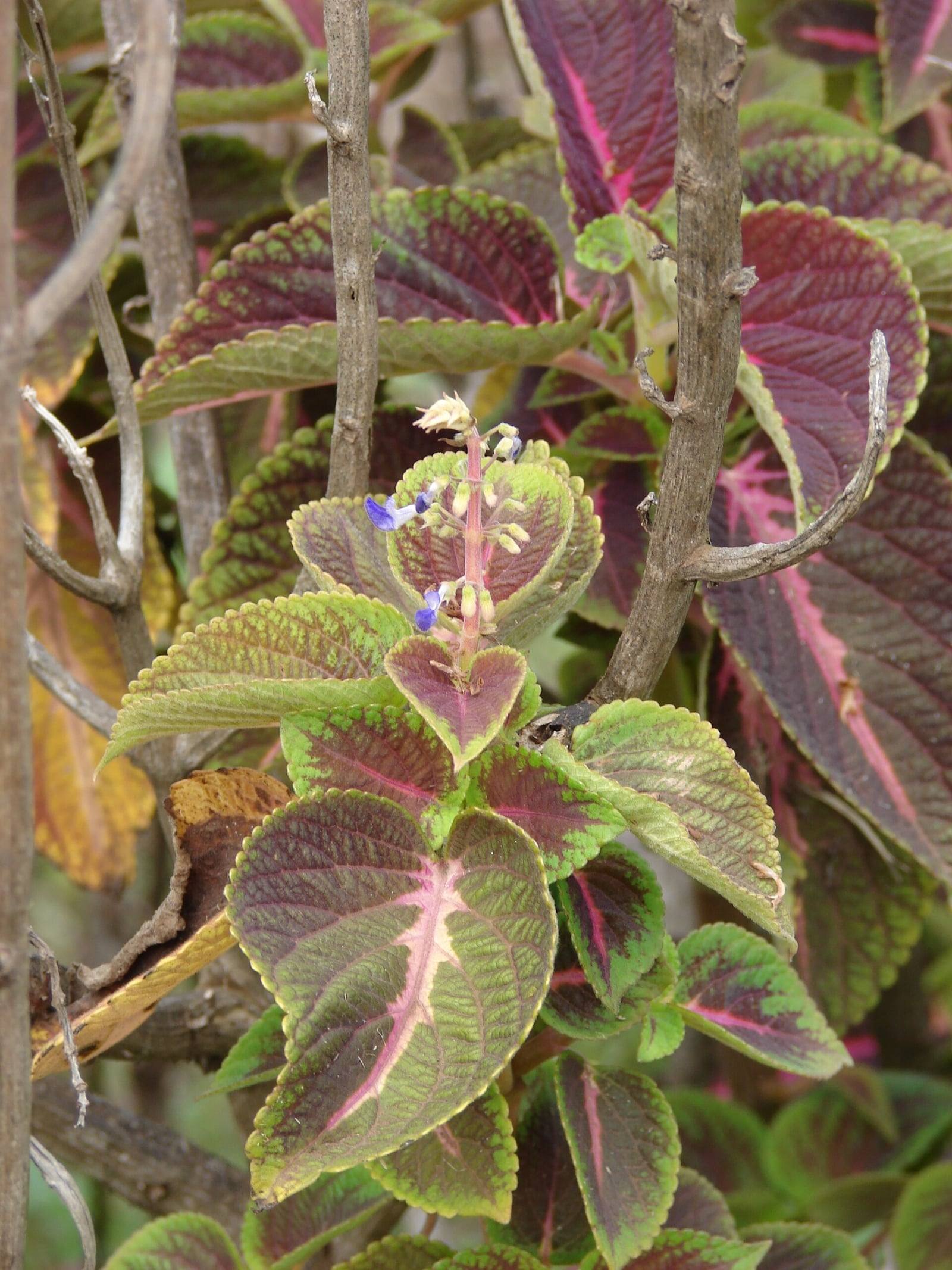 Coleus stem with opposite, scalloped leaves, purple in the center and edged in light green, topped by a spike of small blue-violet flowers.