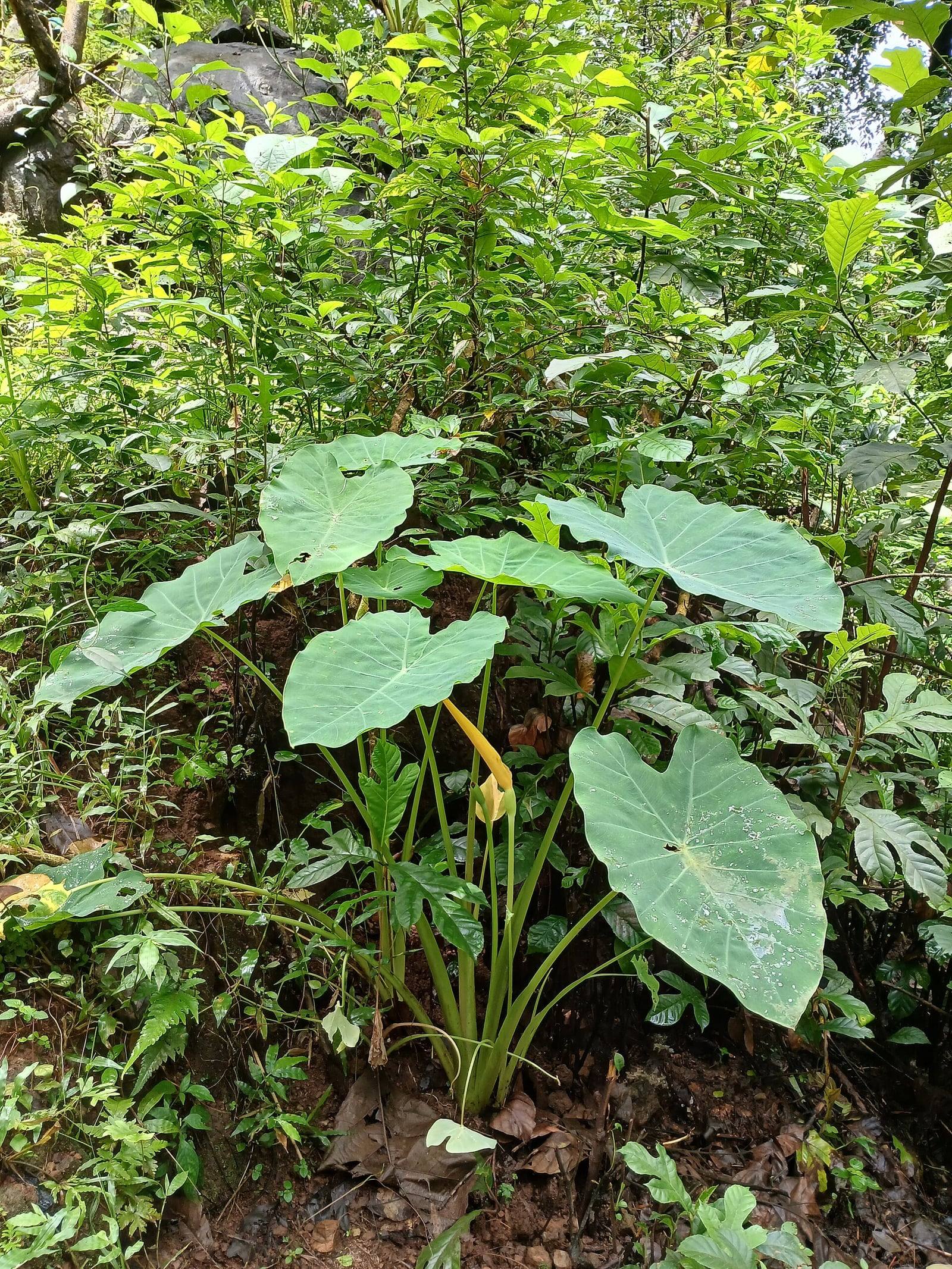 Mata de taro en el sotobosque de un jardín botánico: grandes hojas verde claro en forma de corazón sobre largos pecíolos, con una espata amarilla en el centro.