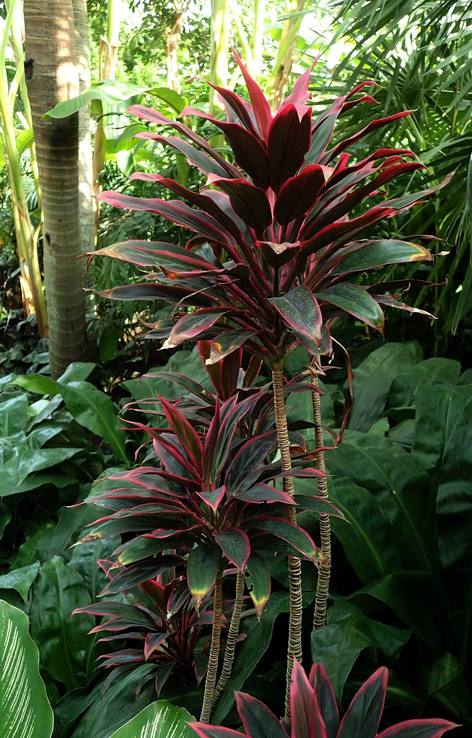 Cordyline fruticosa ‘Toucan’ en un invernadero, con varias rosetas de hojas lanceoladas púrpura oscuro bordeadas de rojo vivo.