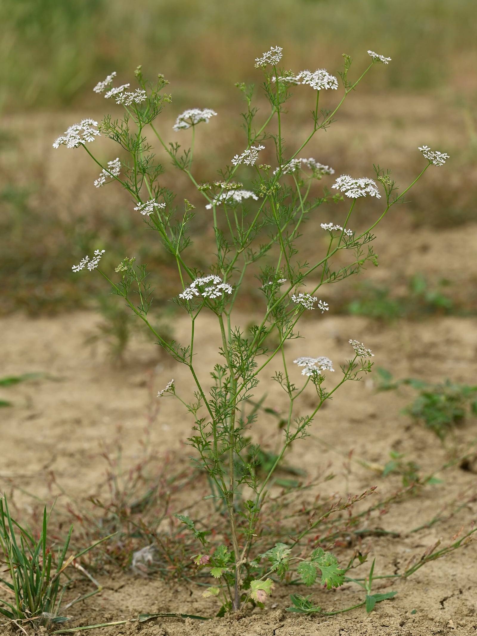 Planta de cilantro en flor sobre suelo arenoso: tallos finos con pequeñas umbelas blancas y hojas muy divididas, y algunas hojas lobuladas en la base.